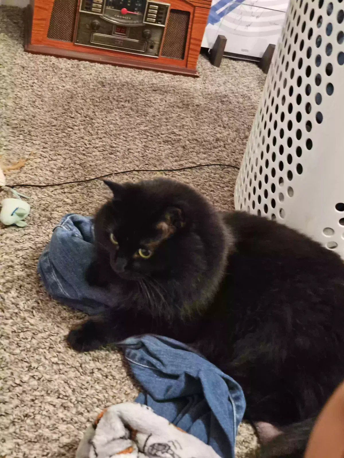 Lost cat in Clarksville, TN, 37040