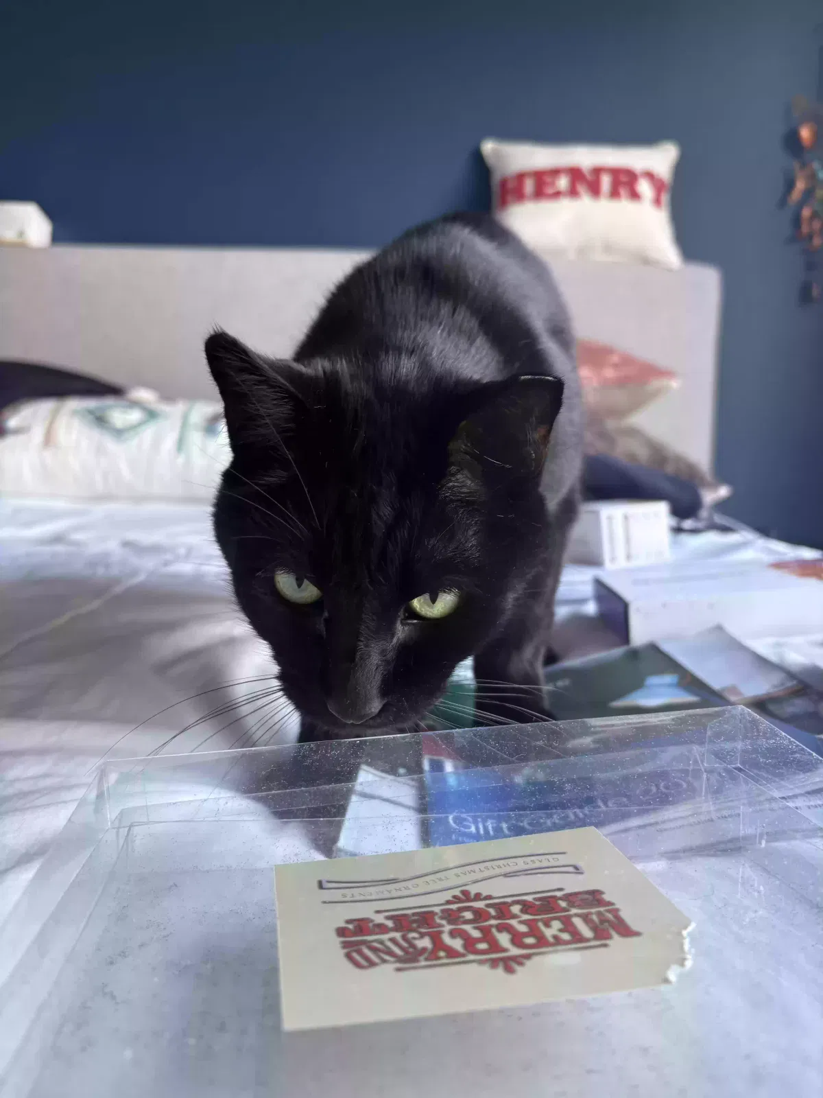Lost cat in San Francisco, CA, 94124