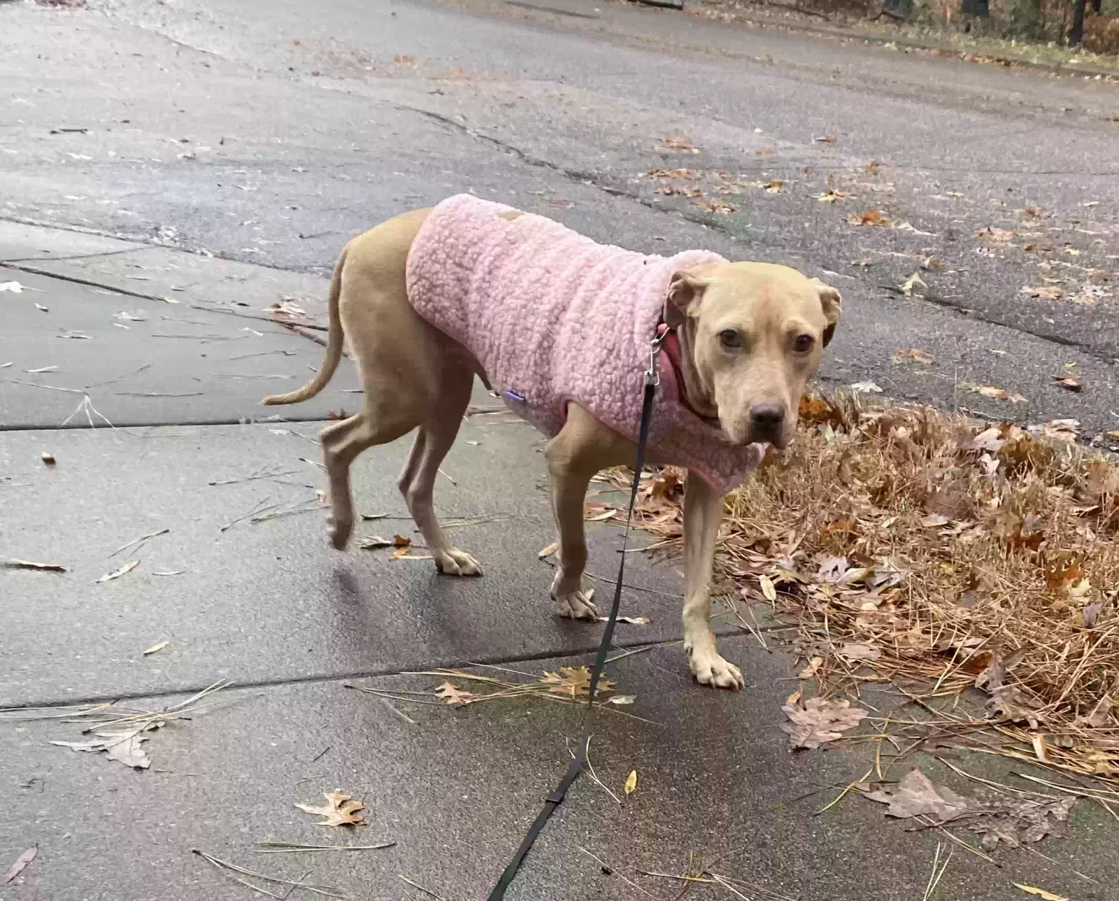 Lost dog in Raleigh, NC, 27606