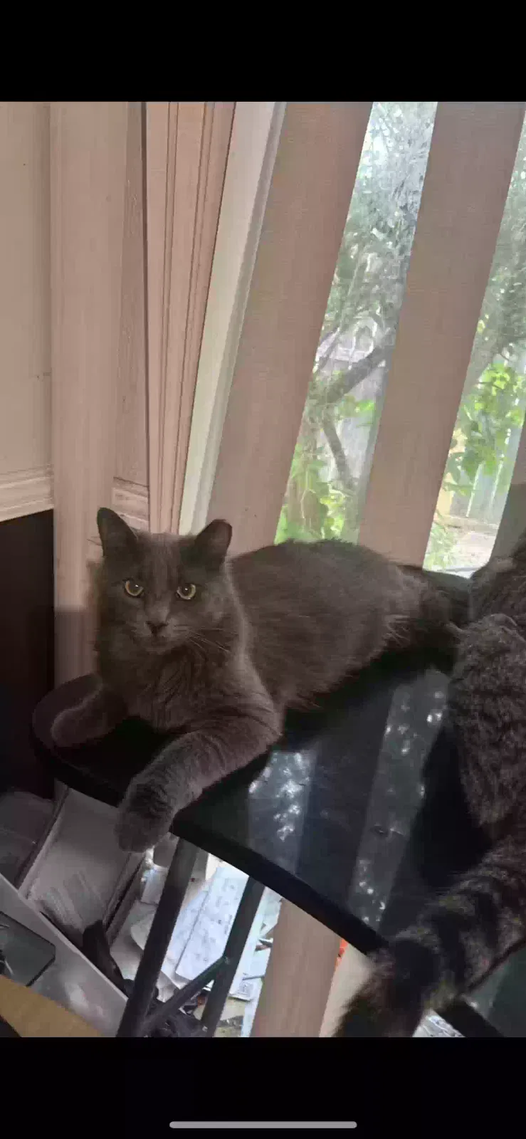 Lost cat in Garland, TX, 75044