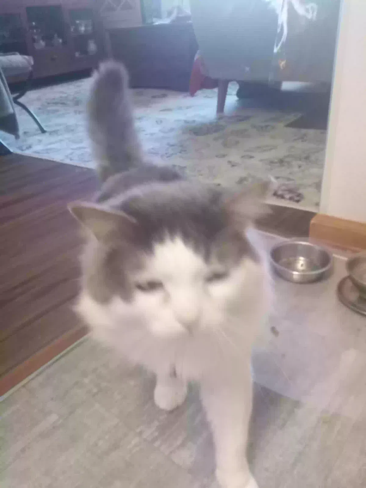 Lost cat in Phillipsburg, NJ, 8865