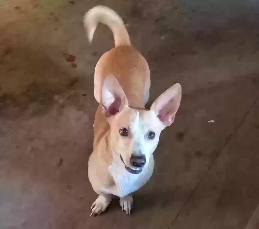 Lost dog in Highlands, TX, 77562