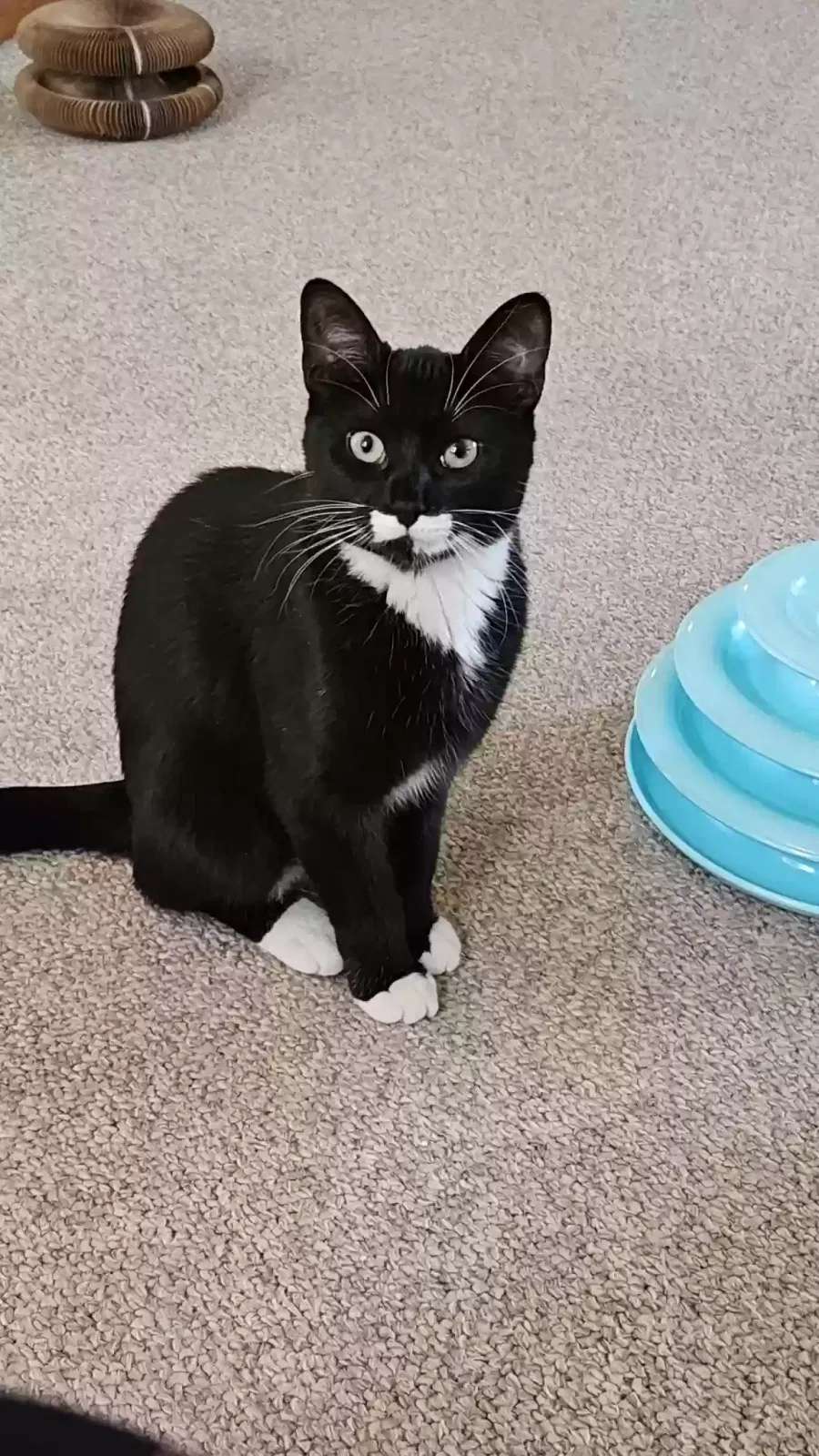 Lost cat in Hazel Park, MI, 48030