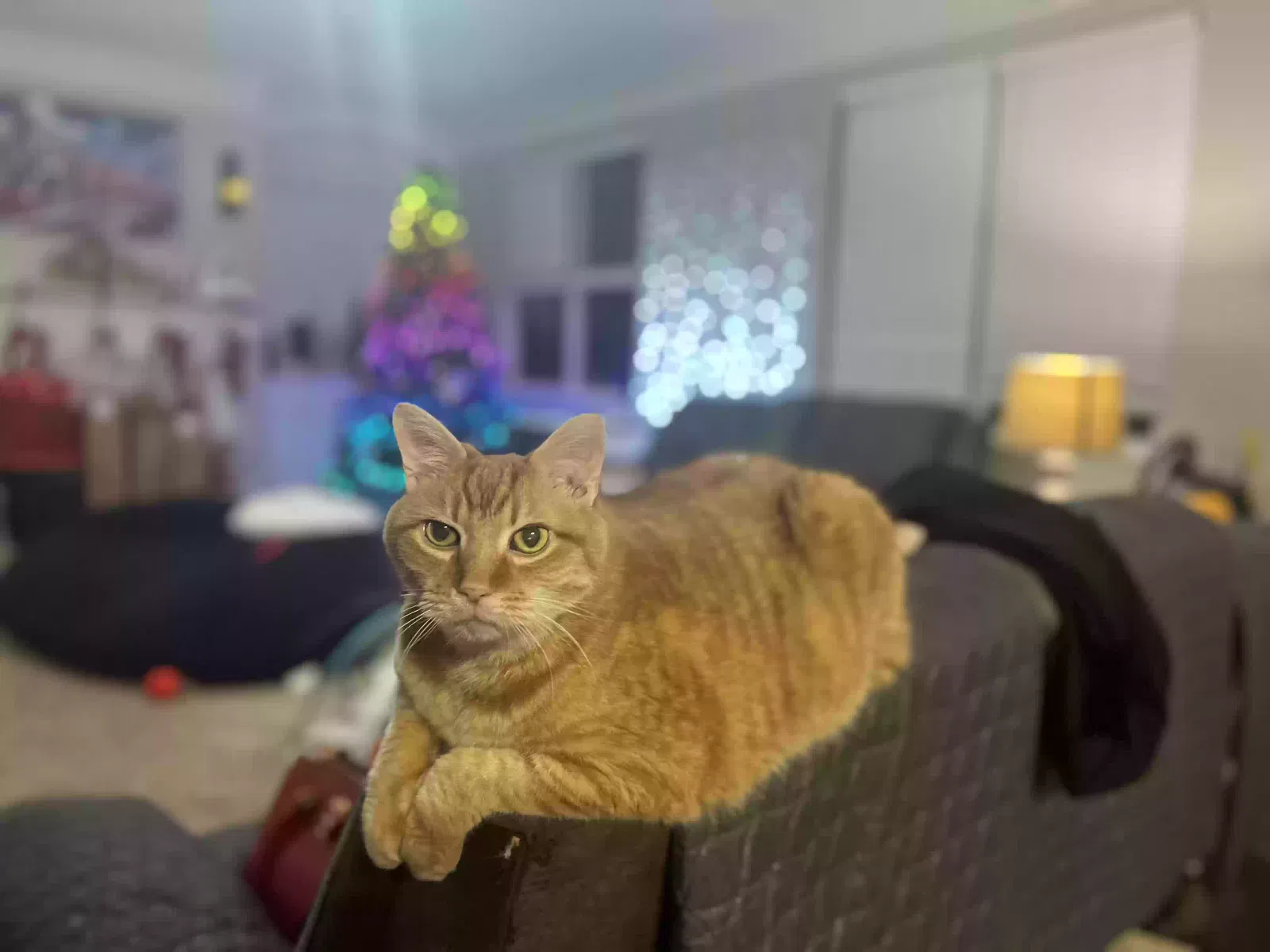 Lost cat in Dallas, GA, 30157
