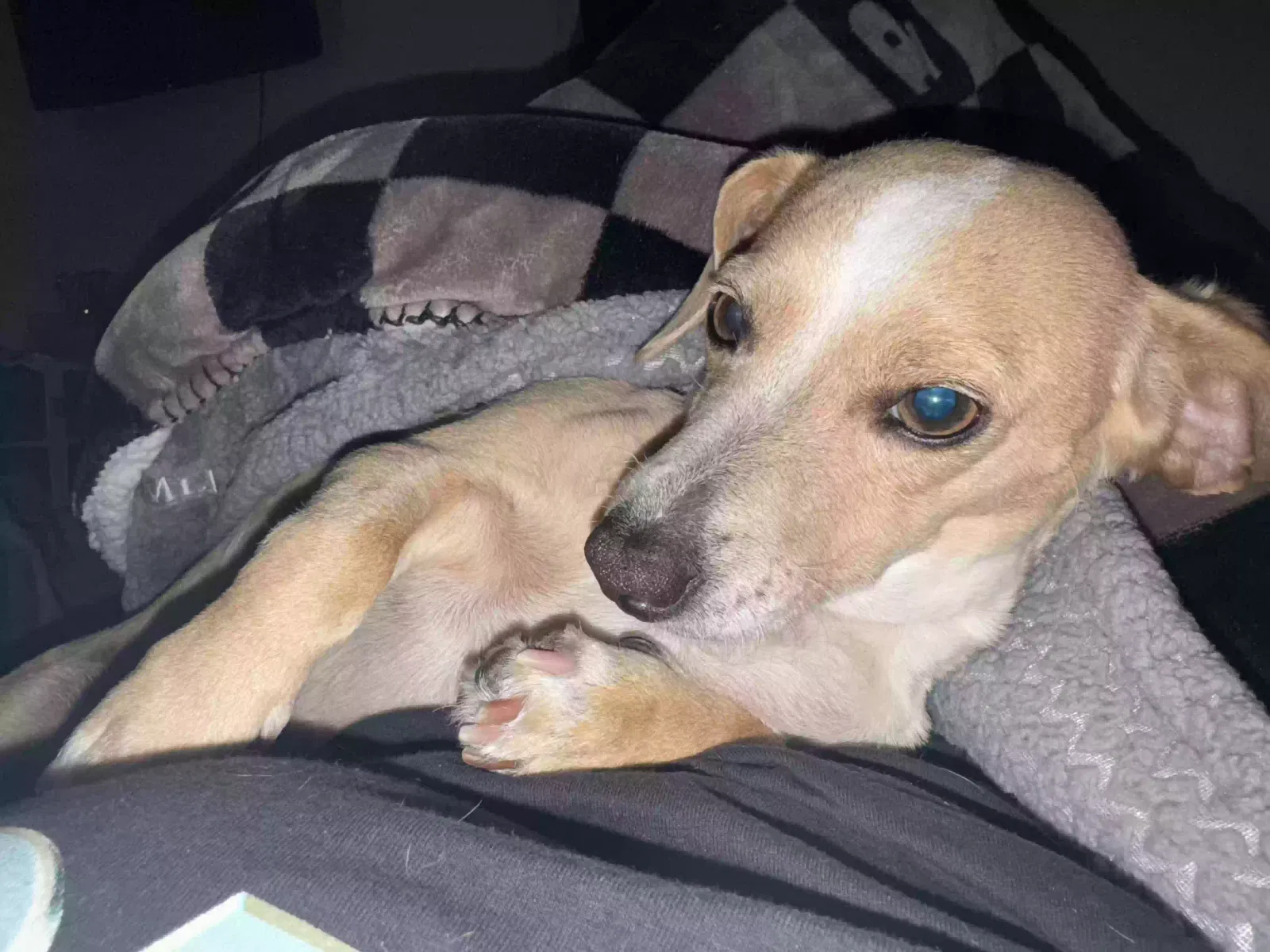Lost dog in San Mateo, CA, 94401