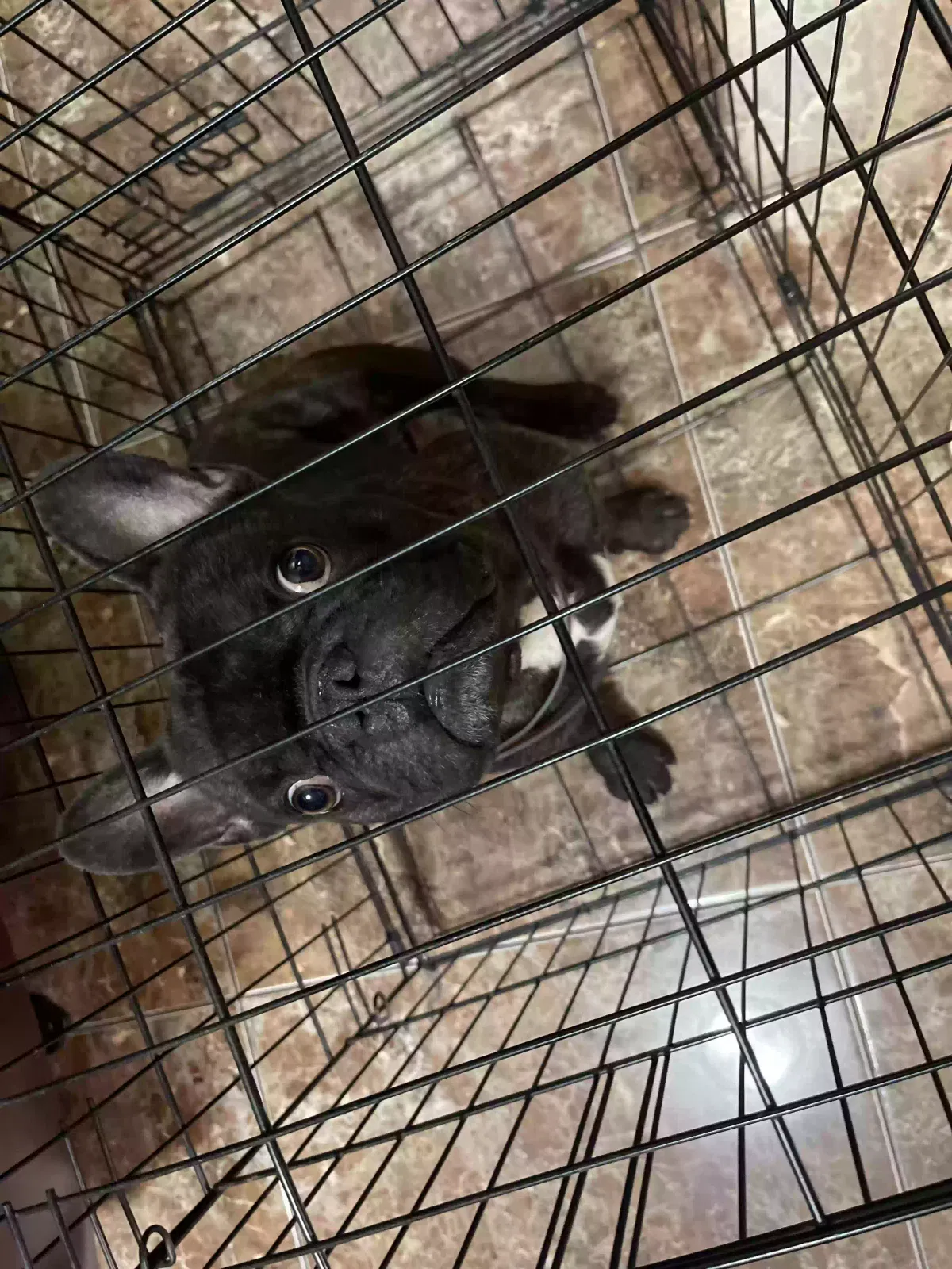 Lost dog in Arvin, CA, 93203