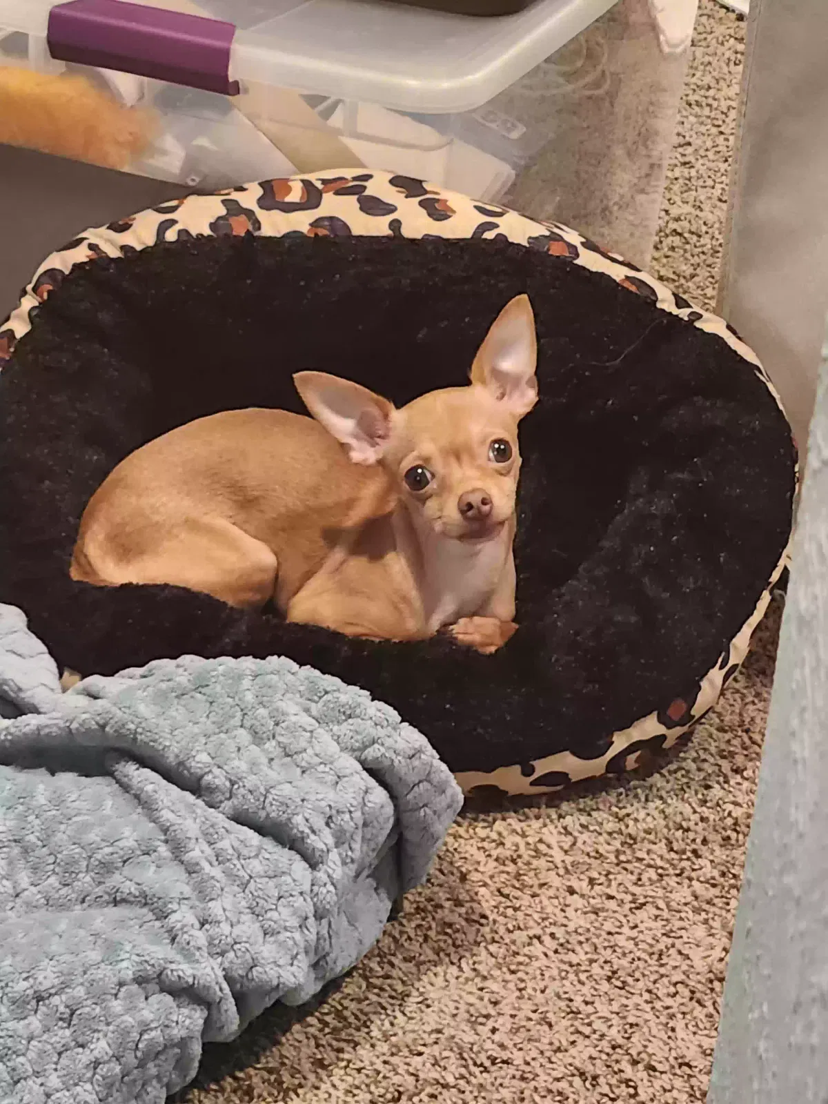Lost dog in Mesquite, TX, 75181