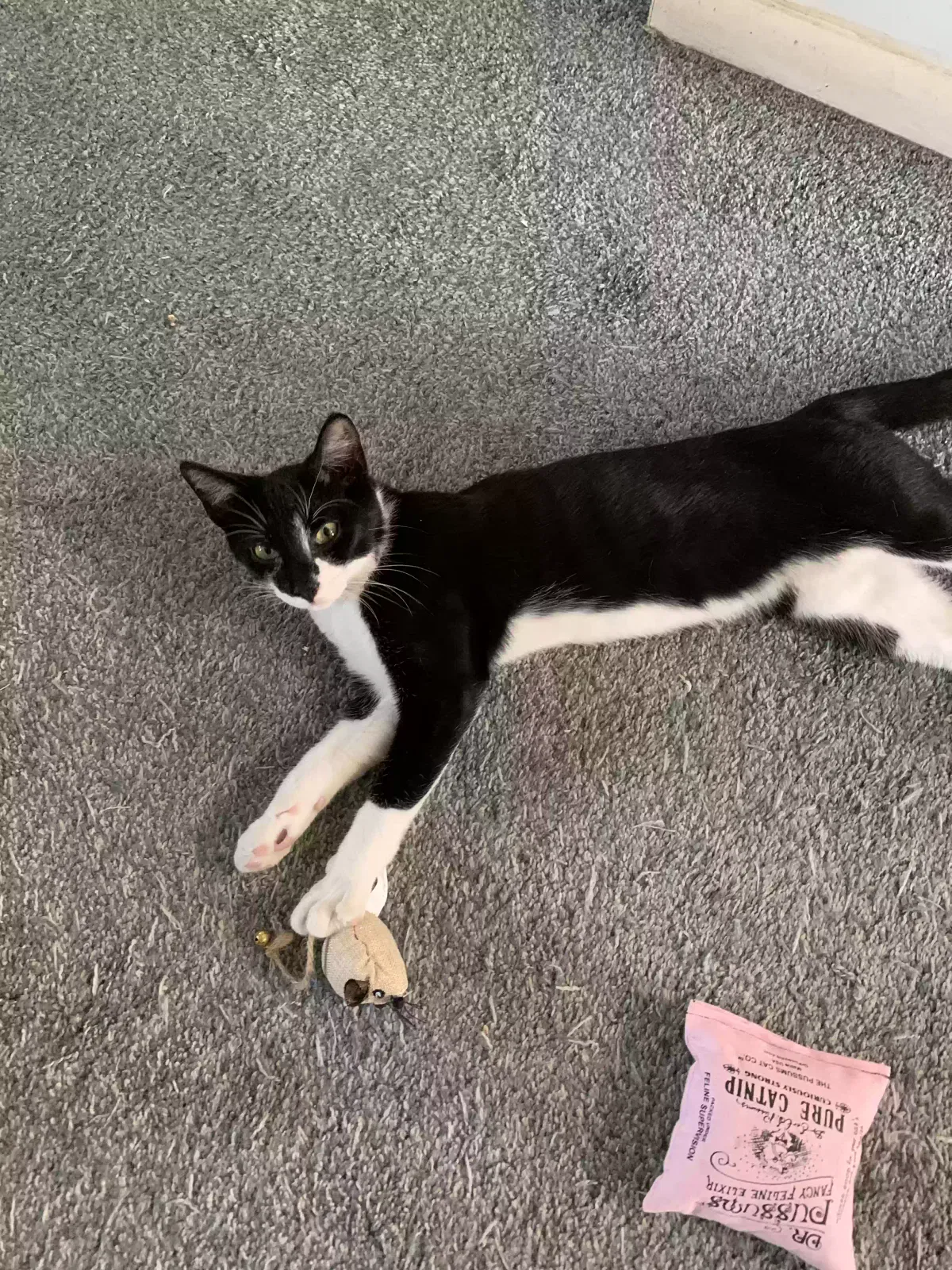 Lost cat in Trenton, NJ, 8610