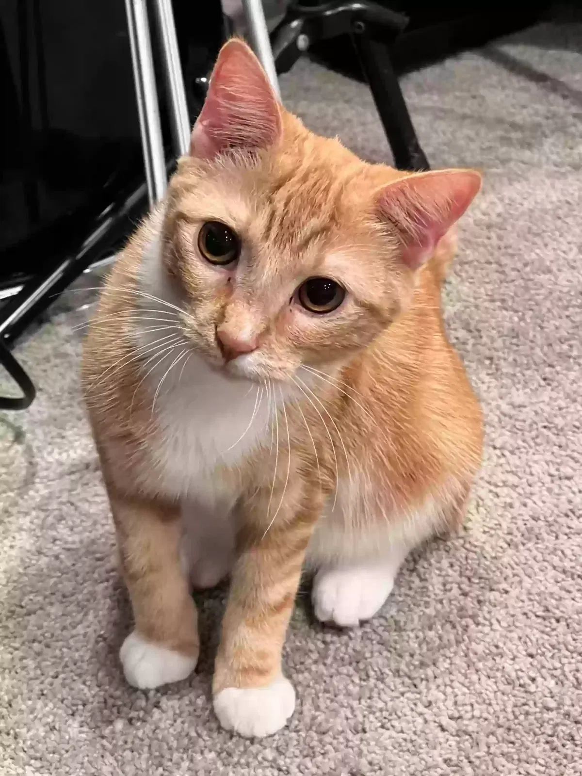 Lost cat in Wichita, KS, 67207