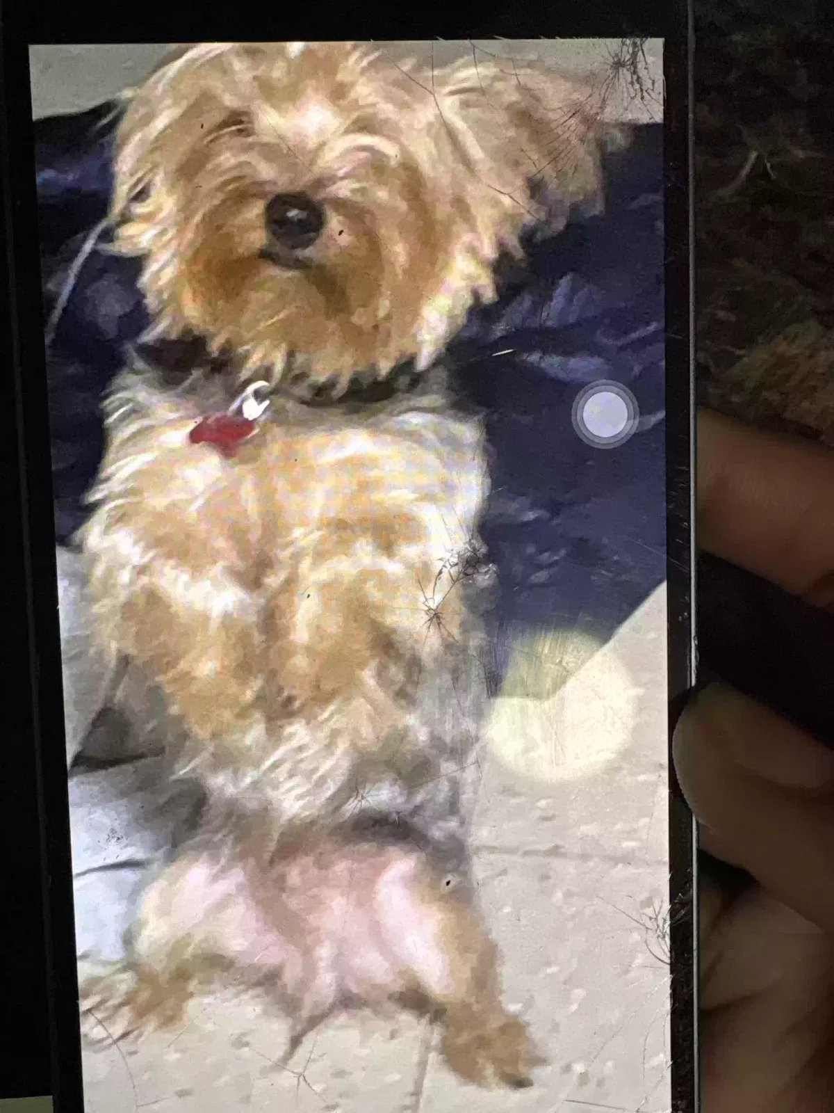 Lost dog in Far Rockaway, NY, 11691