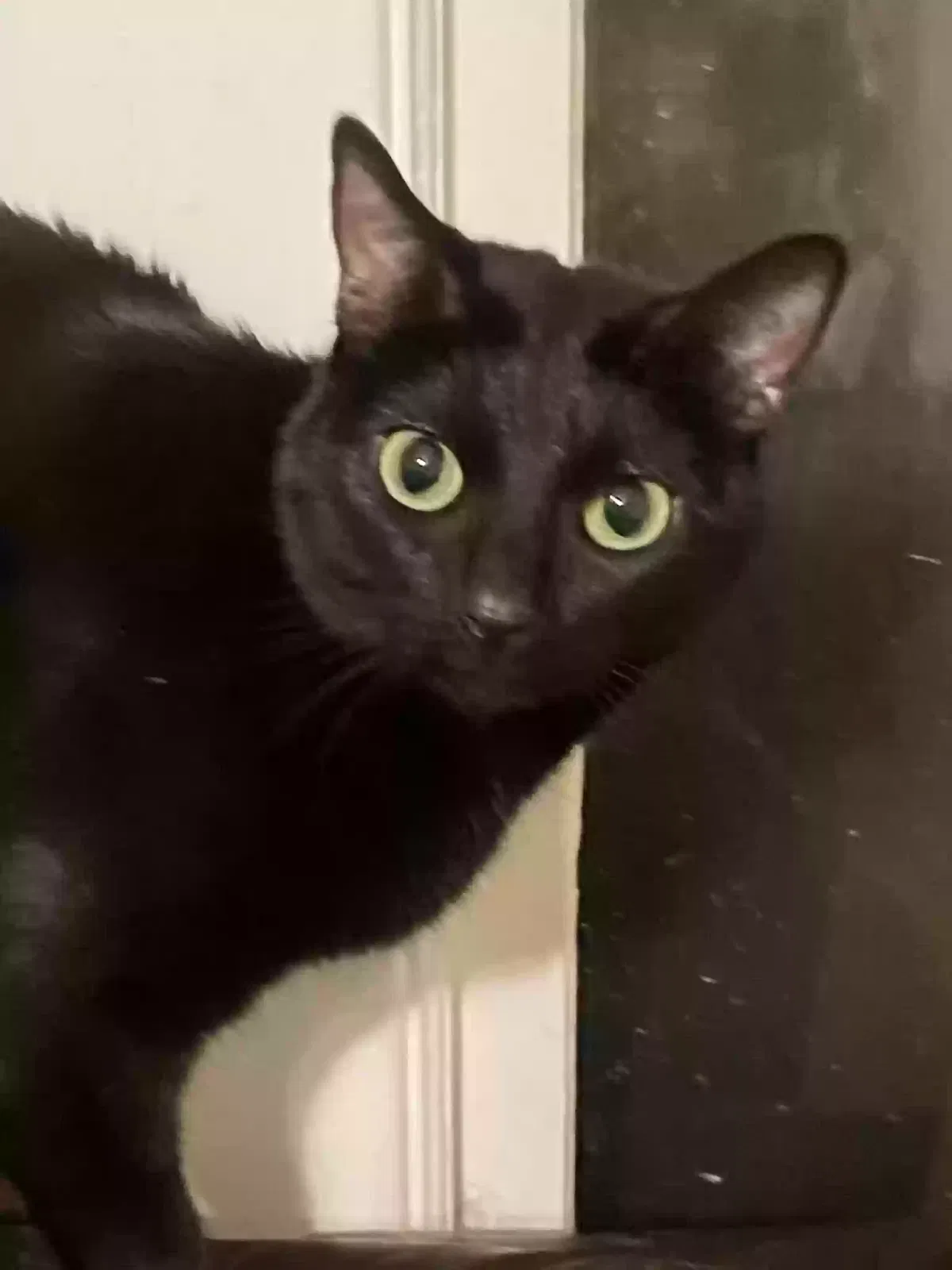 Lost cat in Baltimore, MD, 21213