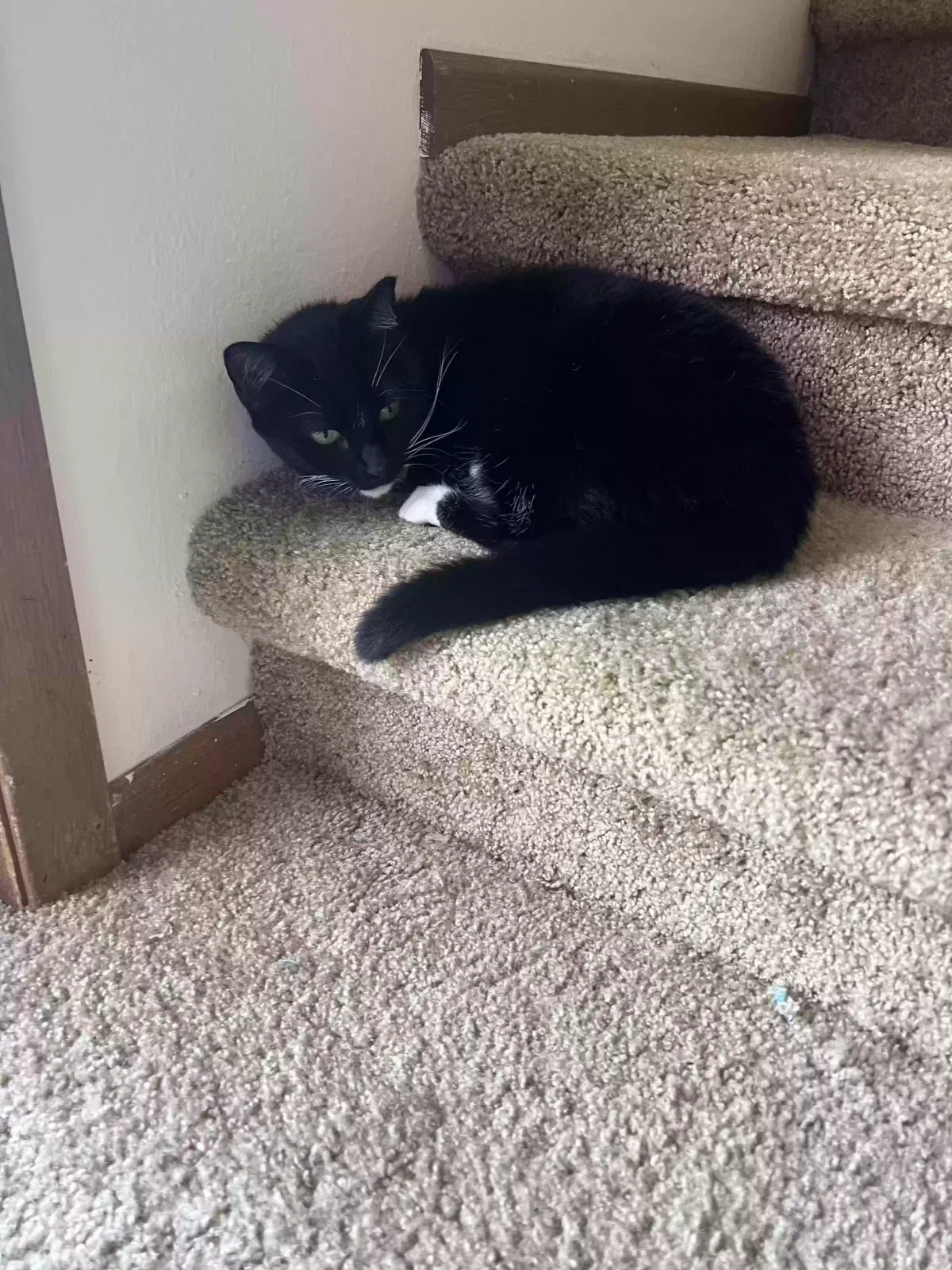 Lost cat in Madison, WI, 53705