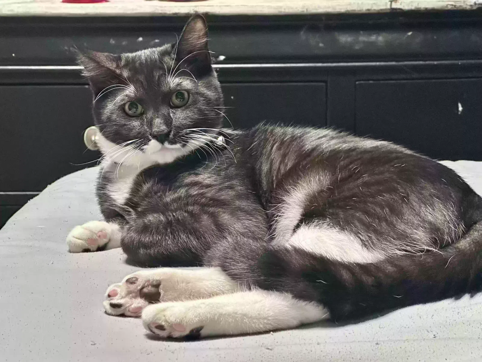 Lost cat in Beaverton, OR, 97006