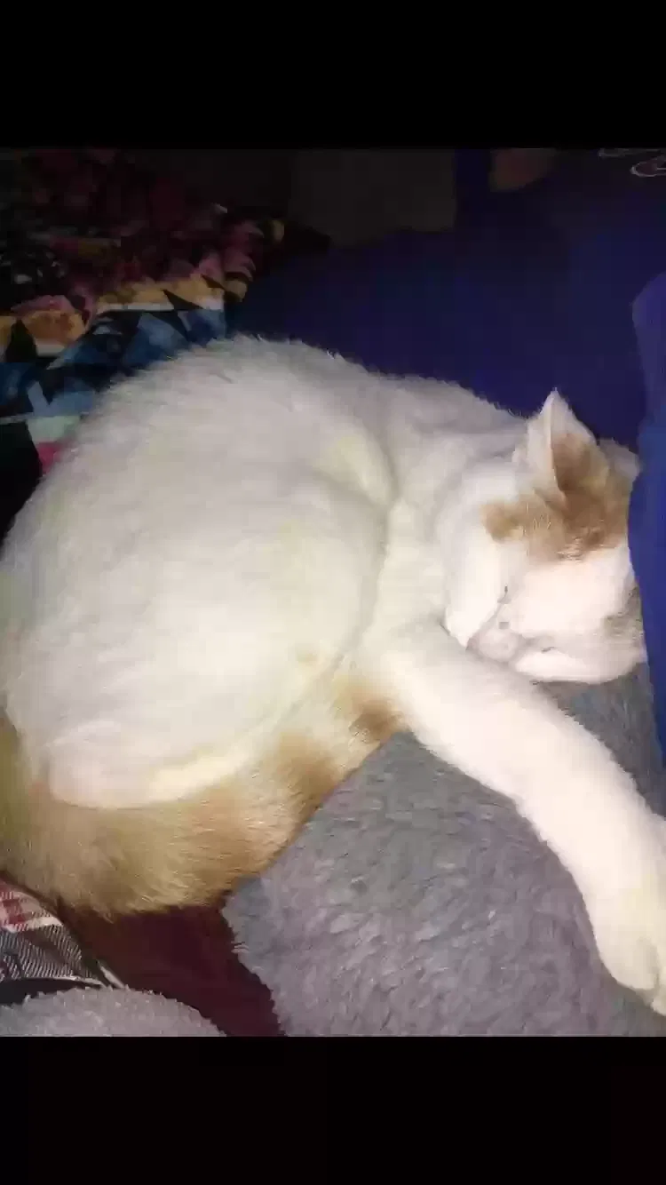 Lost cat in Albuquerque, NM, 87110