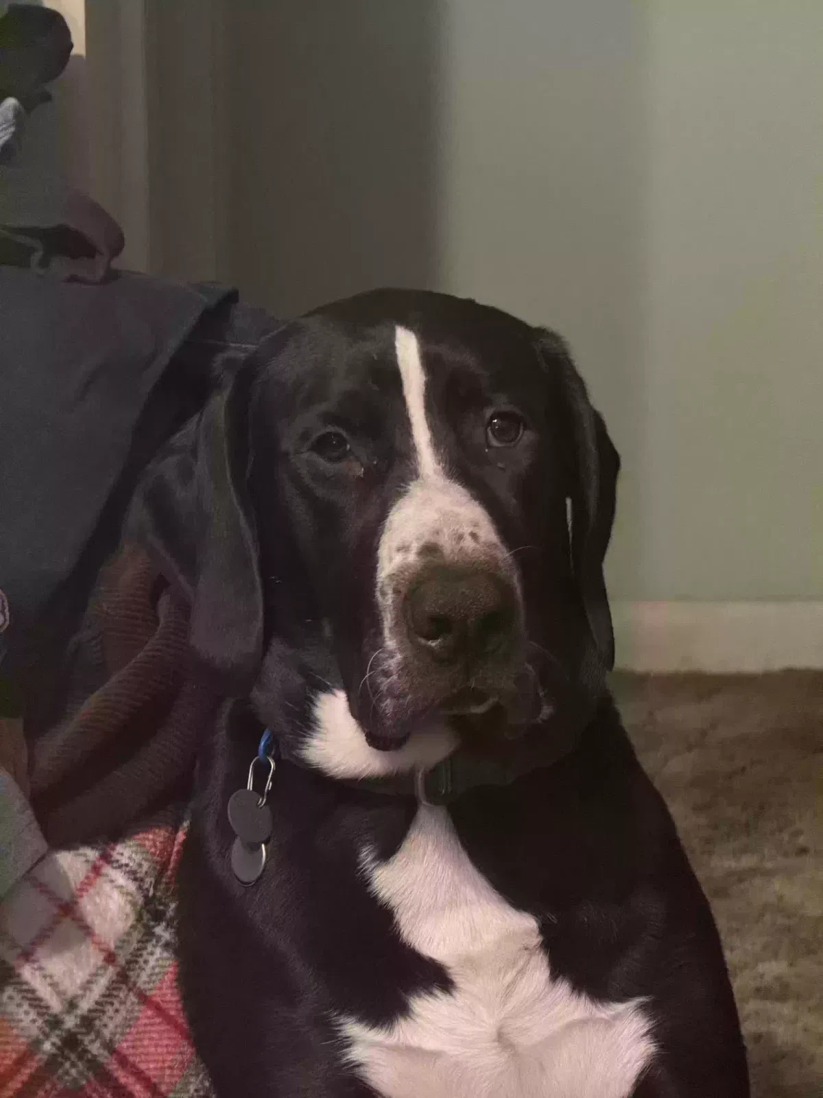 Lost dog in Gadsden, AL, 35905