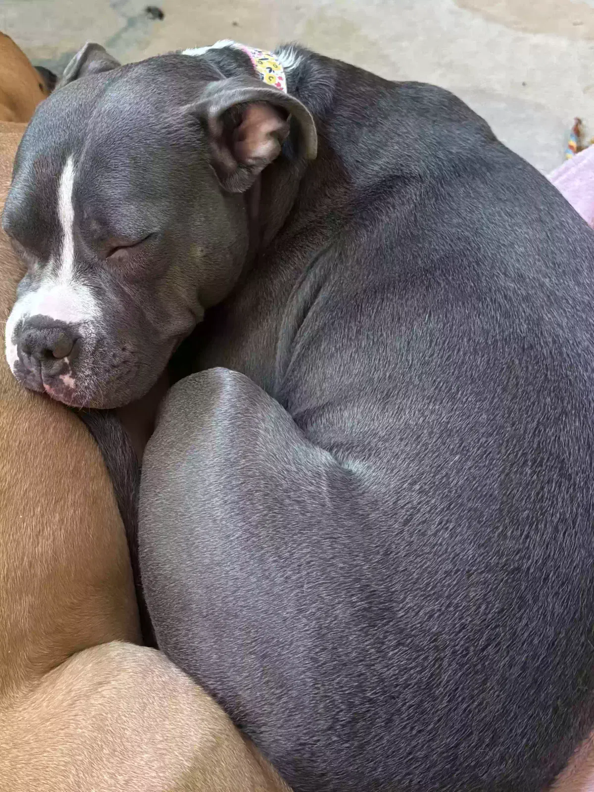 Lost dog in San Carlos, CA, 94070