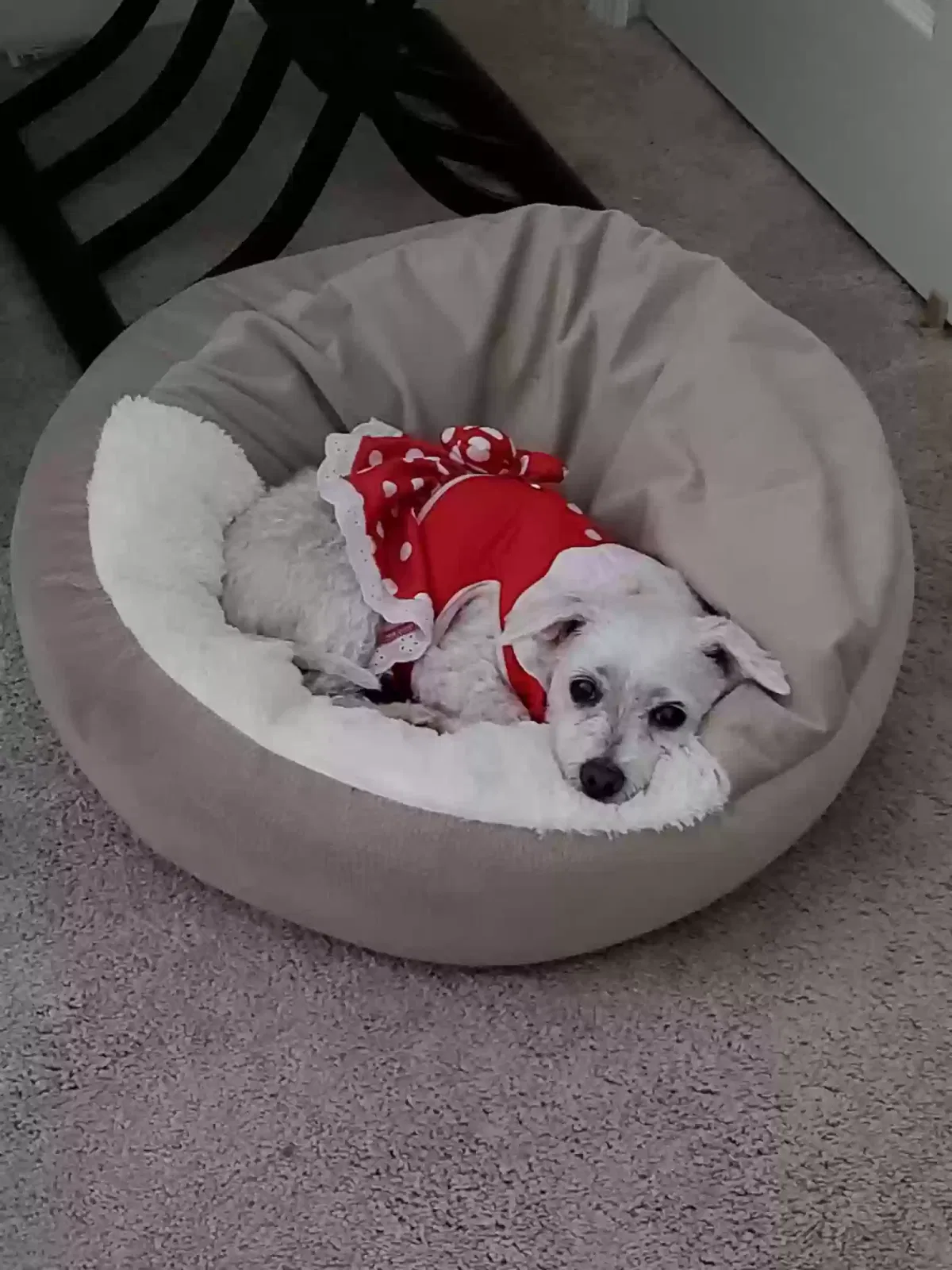 Lost dog in Kissimmee, FL, 34758