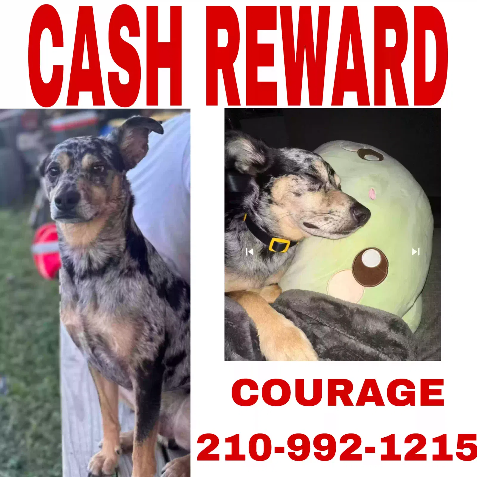 Lost dog in San Antonio, TX, 78207