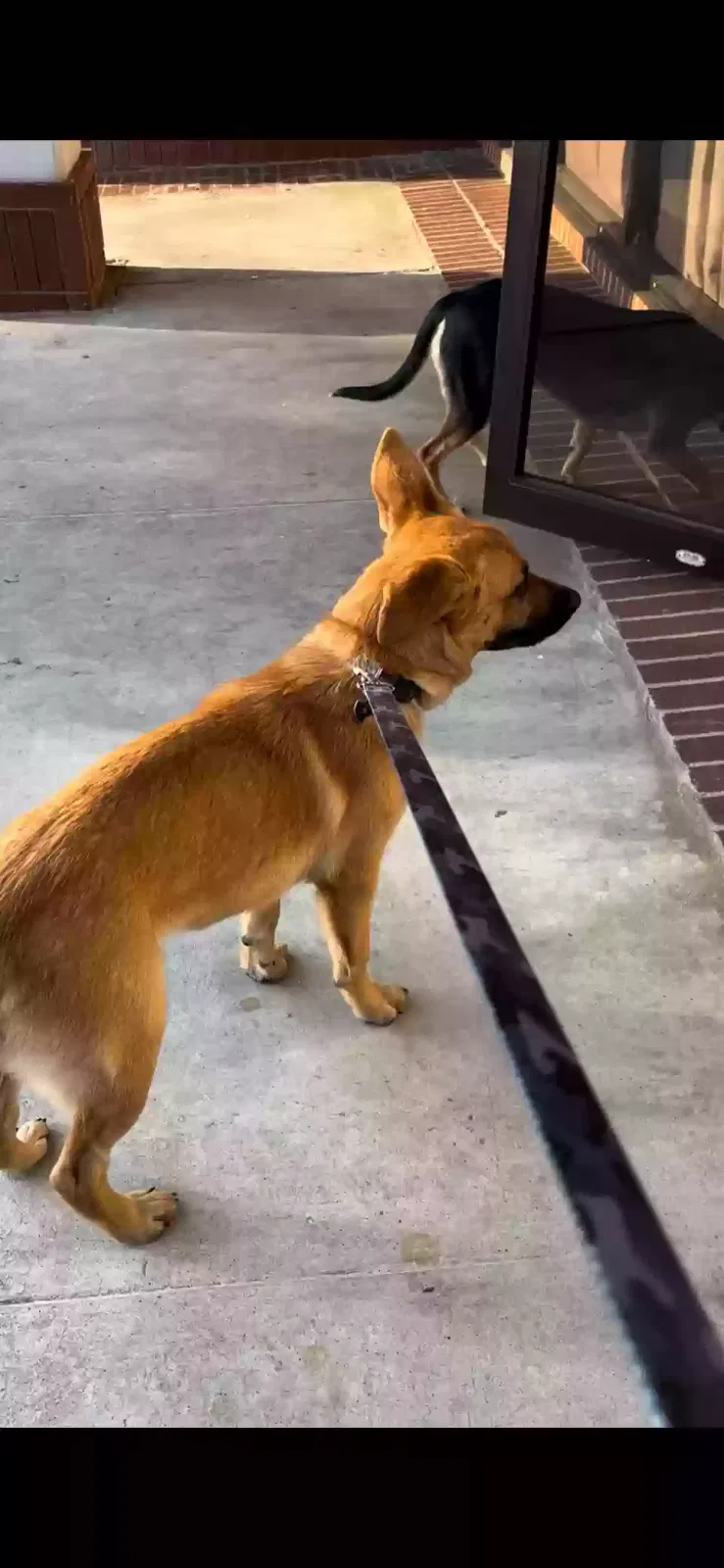 Lost dog in Spring, TX, 77373
