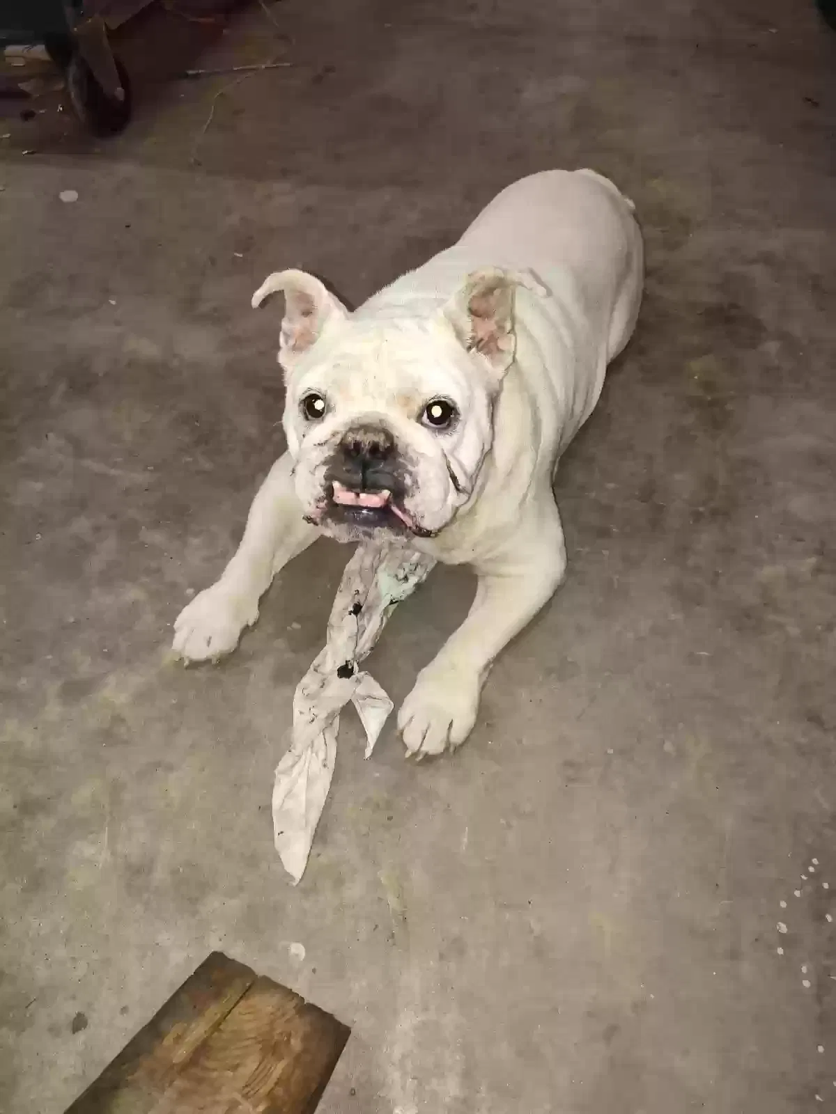 Lost dog in Conroe, TX, 77302