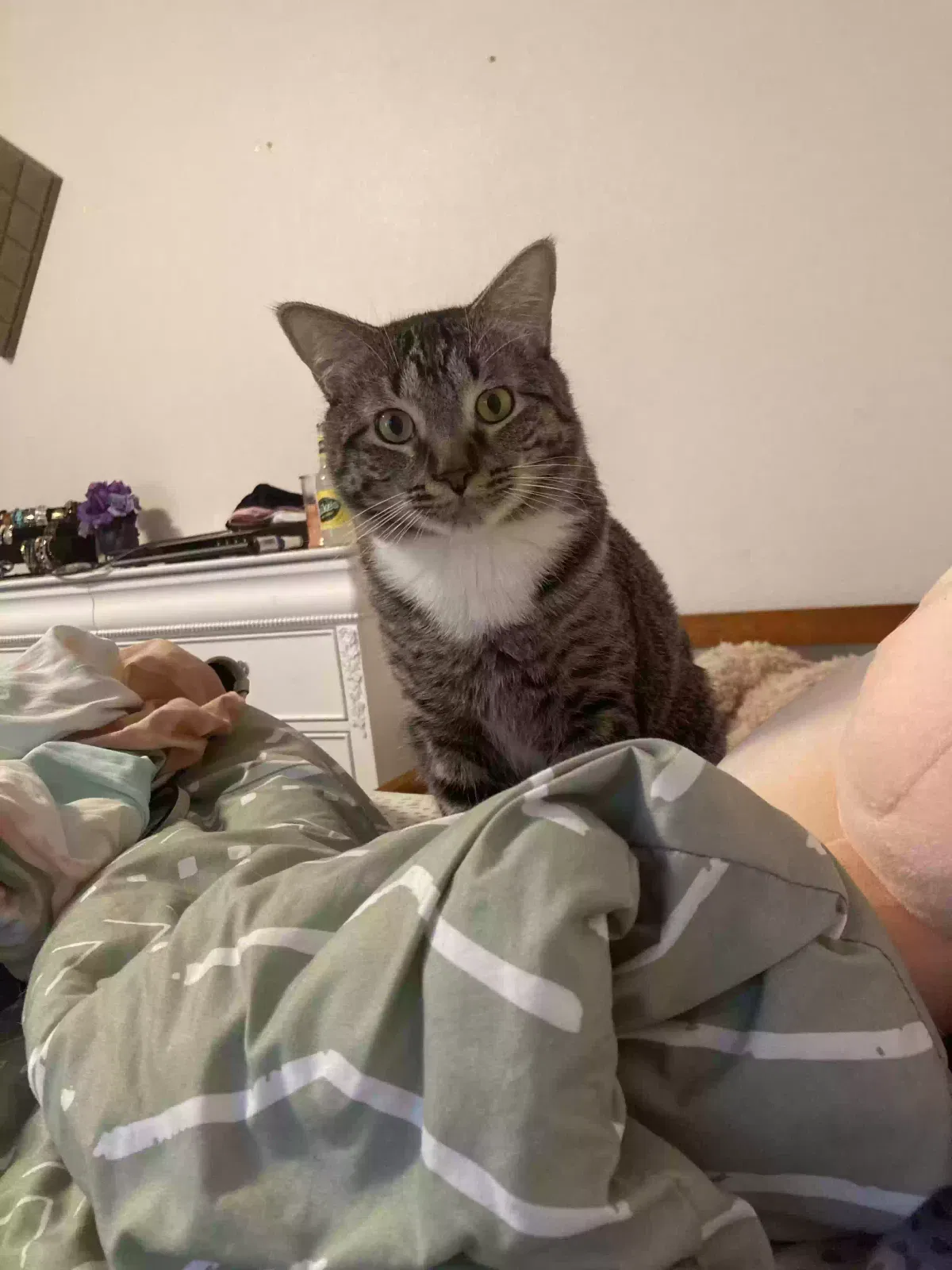 Lost cat in Pueblo, CO, 81001