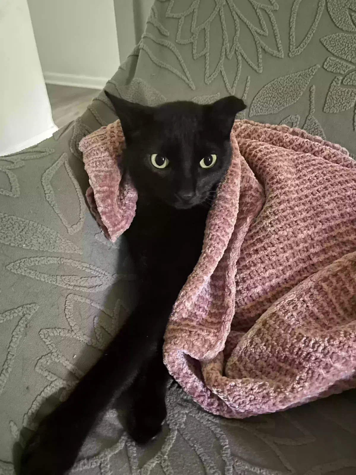 Lost cat in Cypress, TX, 77429