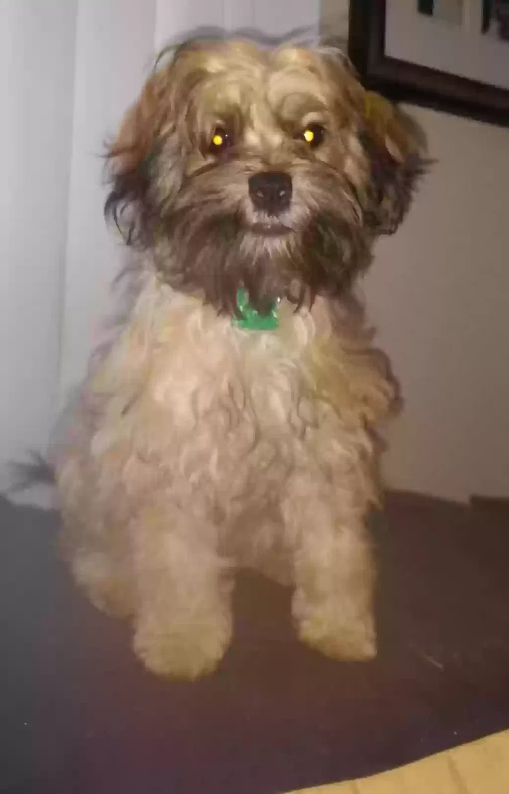 Lost dog in Hawthorne, CA, 90250