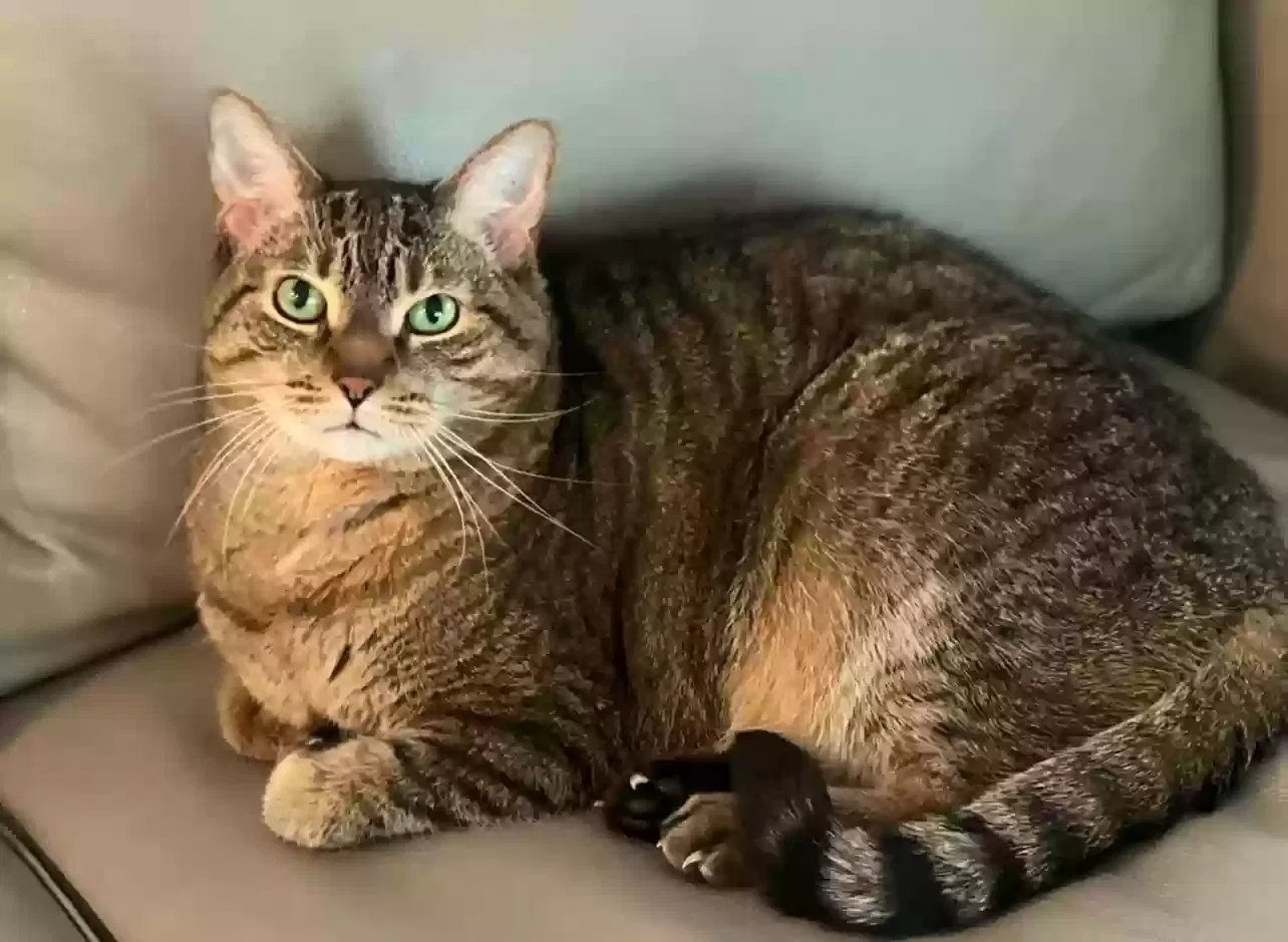 Lost cat in Palm Beach Gardens, FL, 33418