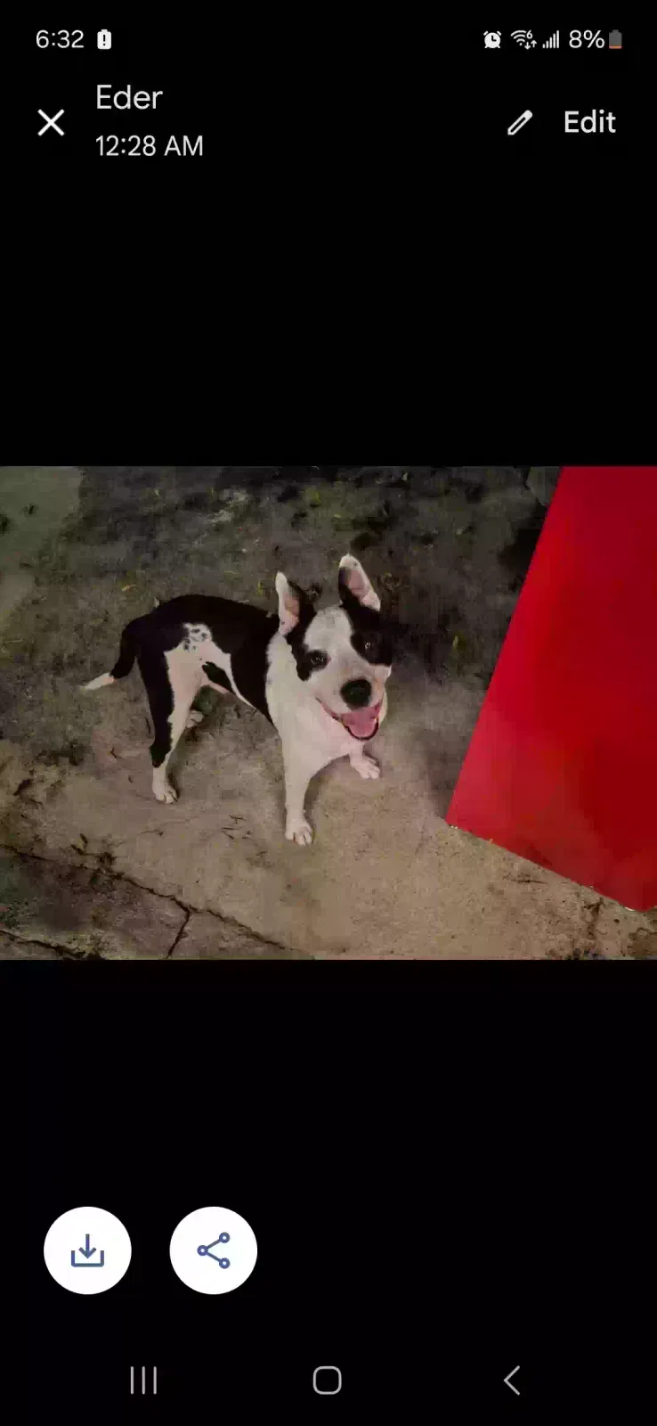 Lost dog in Round Rock, TX, 78681