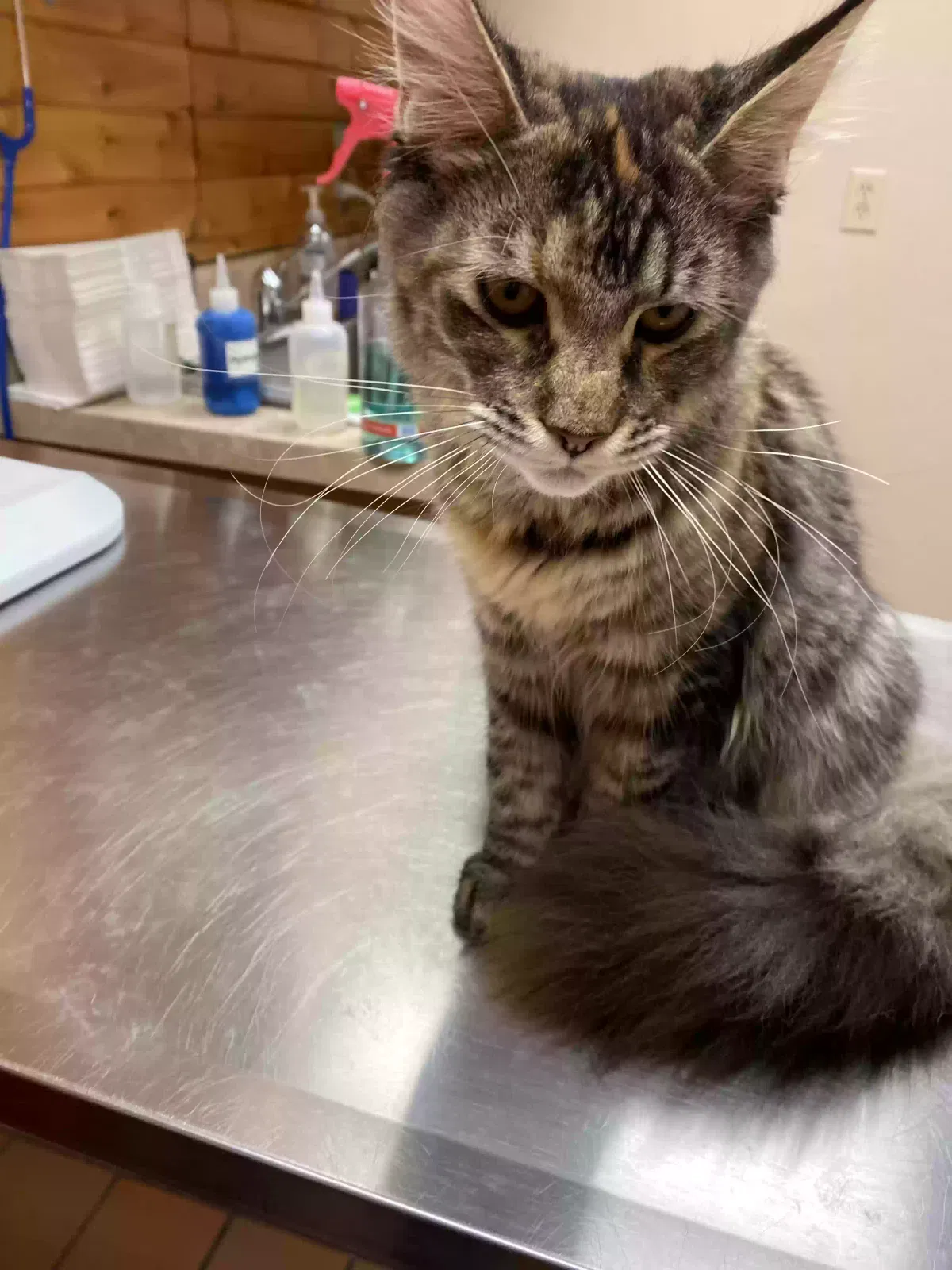 Lost cat in Sault Sainte Marie, MI, 49783