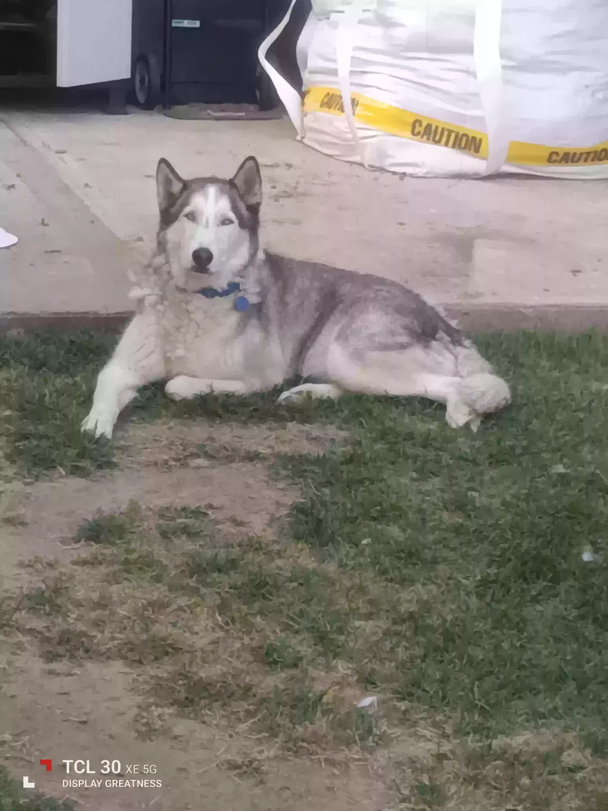 Lost dog in San Bernardino, CA, 92405