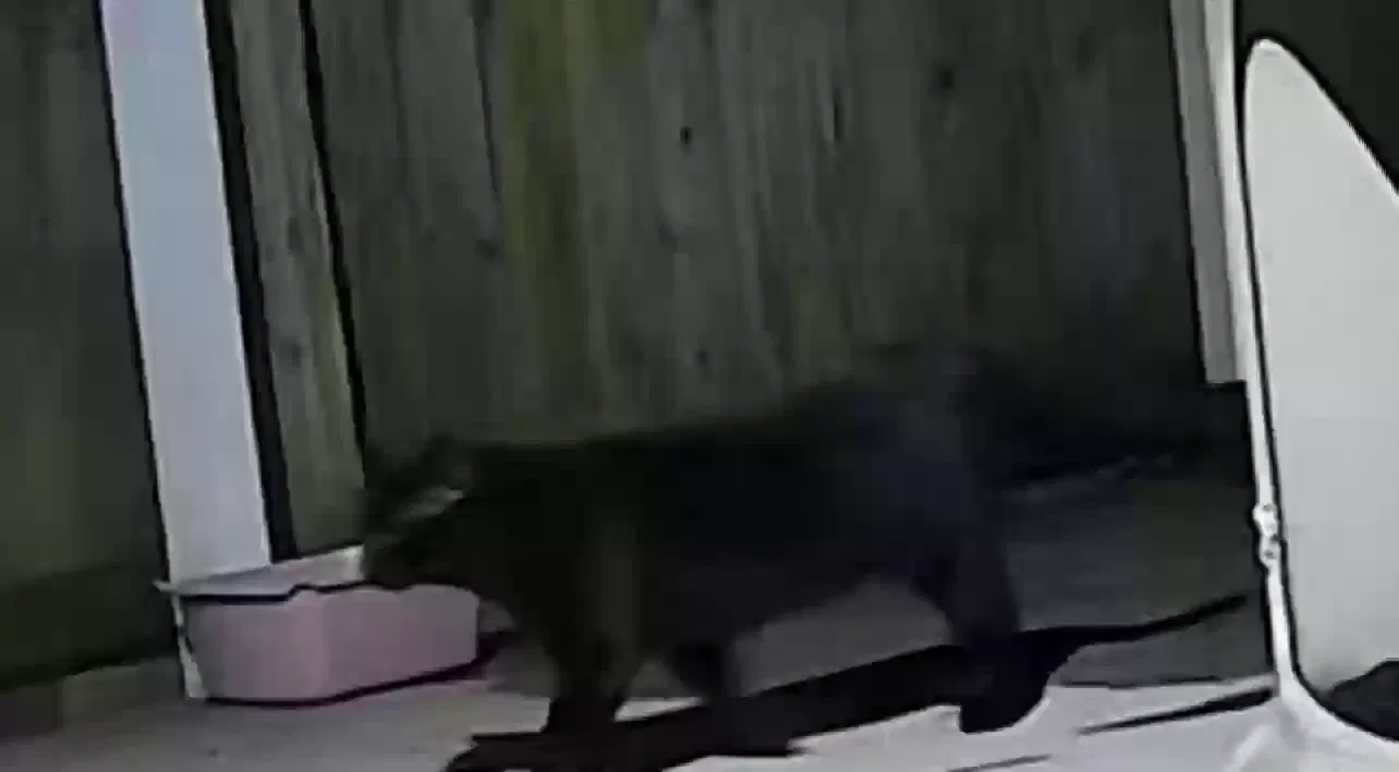 Found cat in Clarksville, IN, 47129