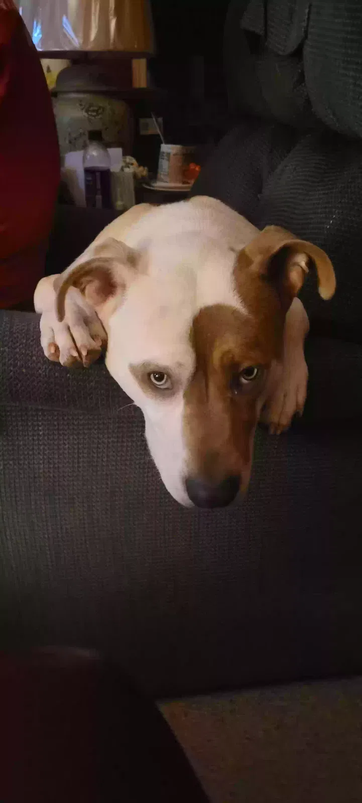 Lost dog in Lincolnton, NC, 28092