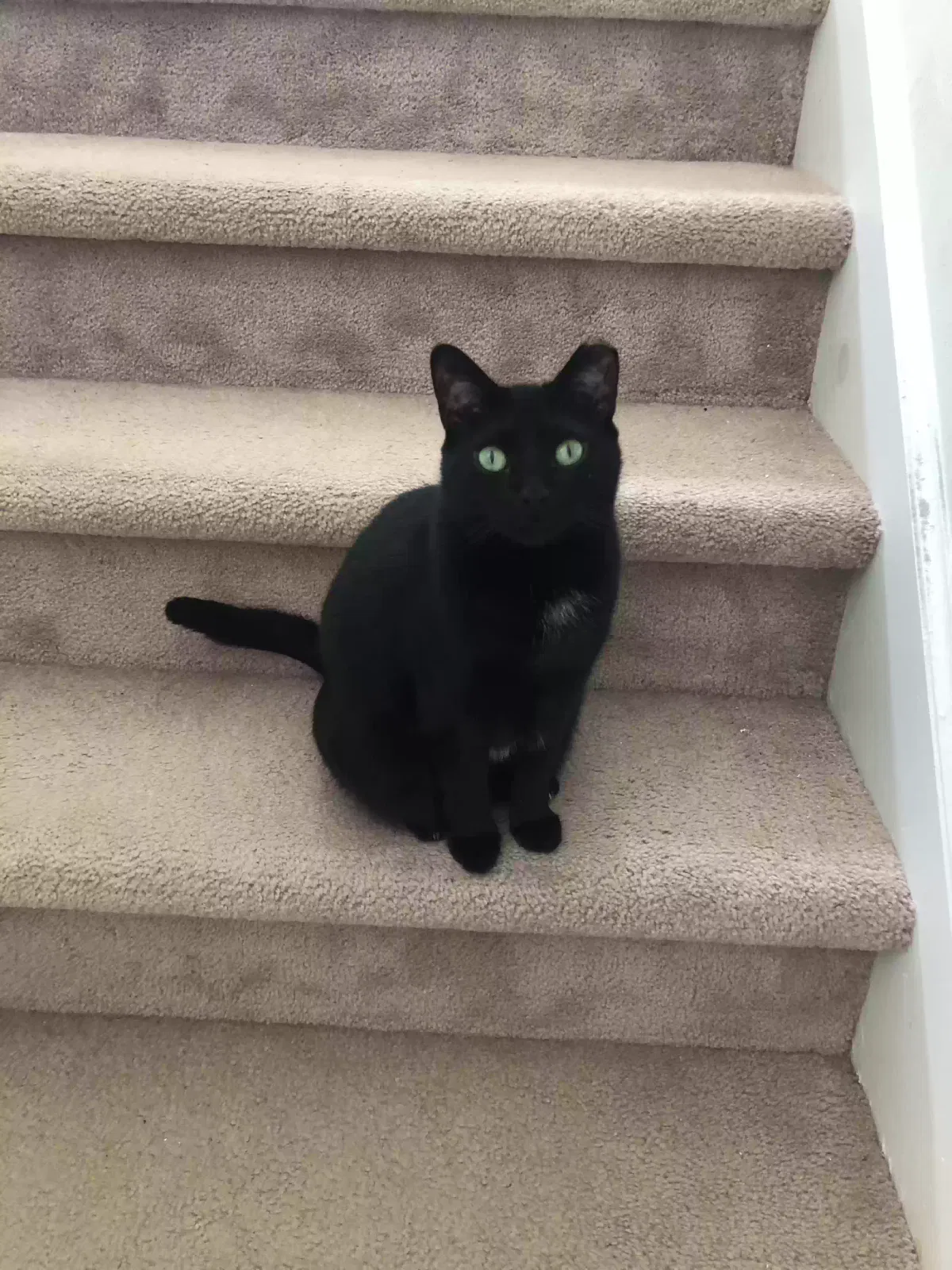 Lost cat in Suffolk, VA, 23435