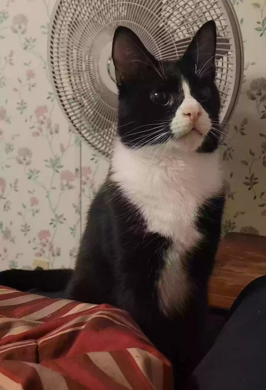 Lost cat in Dawsonville, GA, 30534