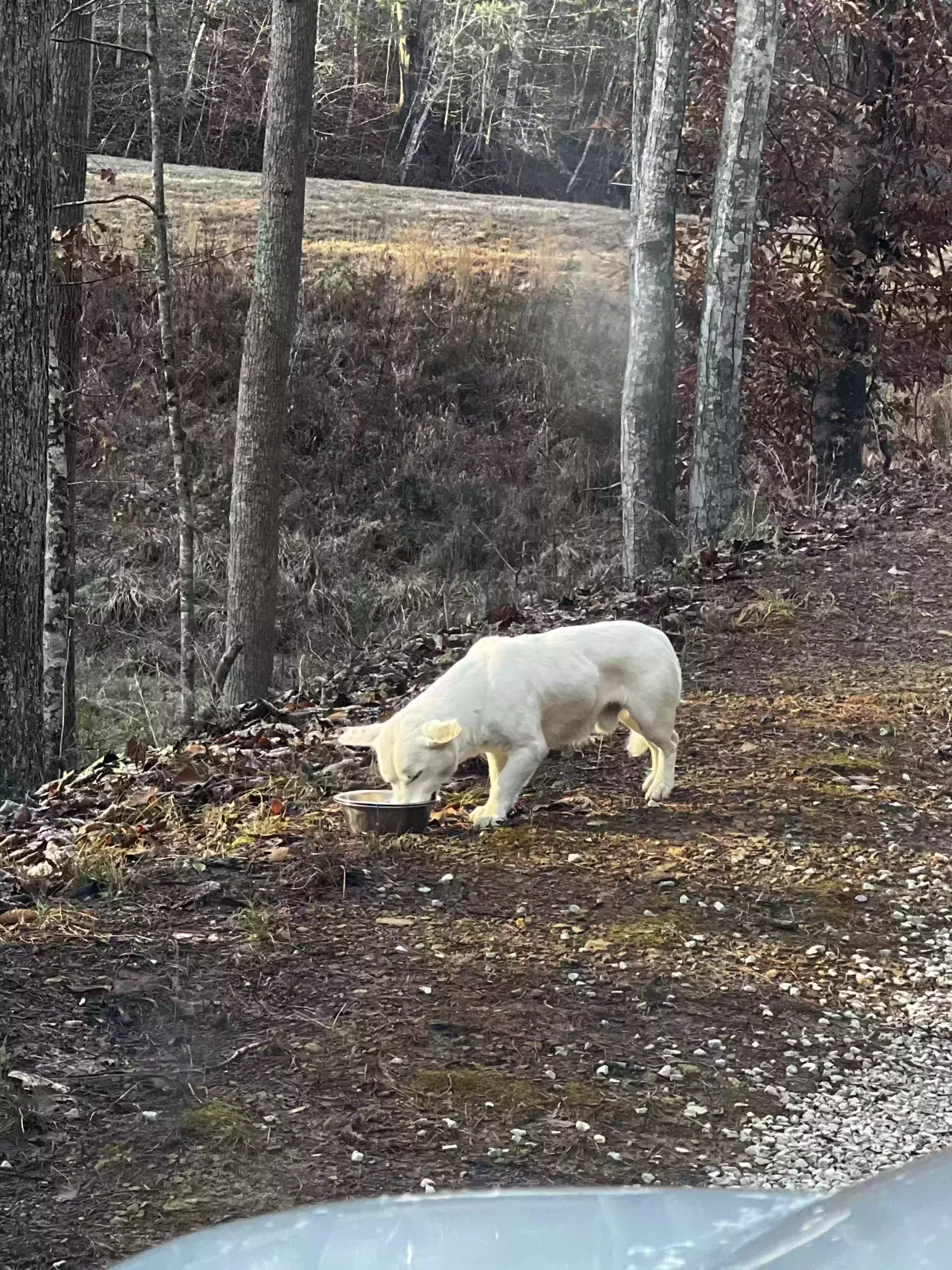 Found dog in Pine Ridge, KY, 41360