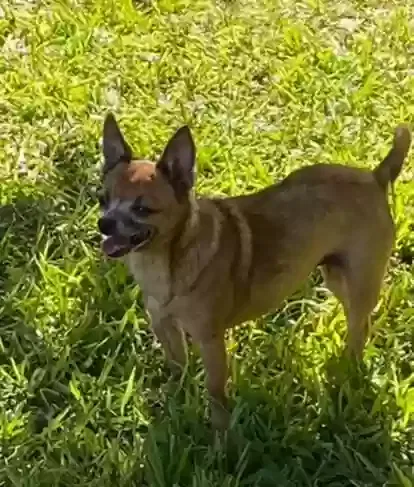 Lost dog in Corpus Christi, TX, 78415