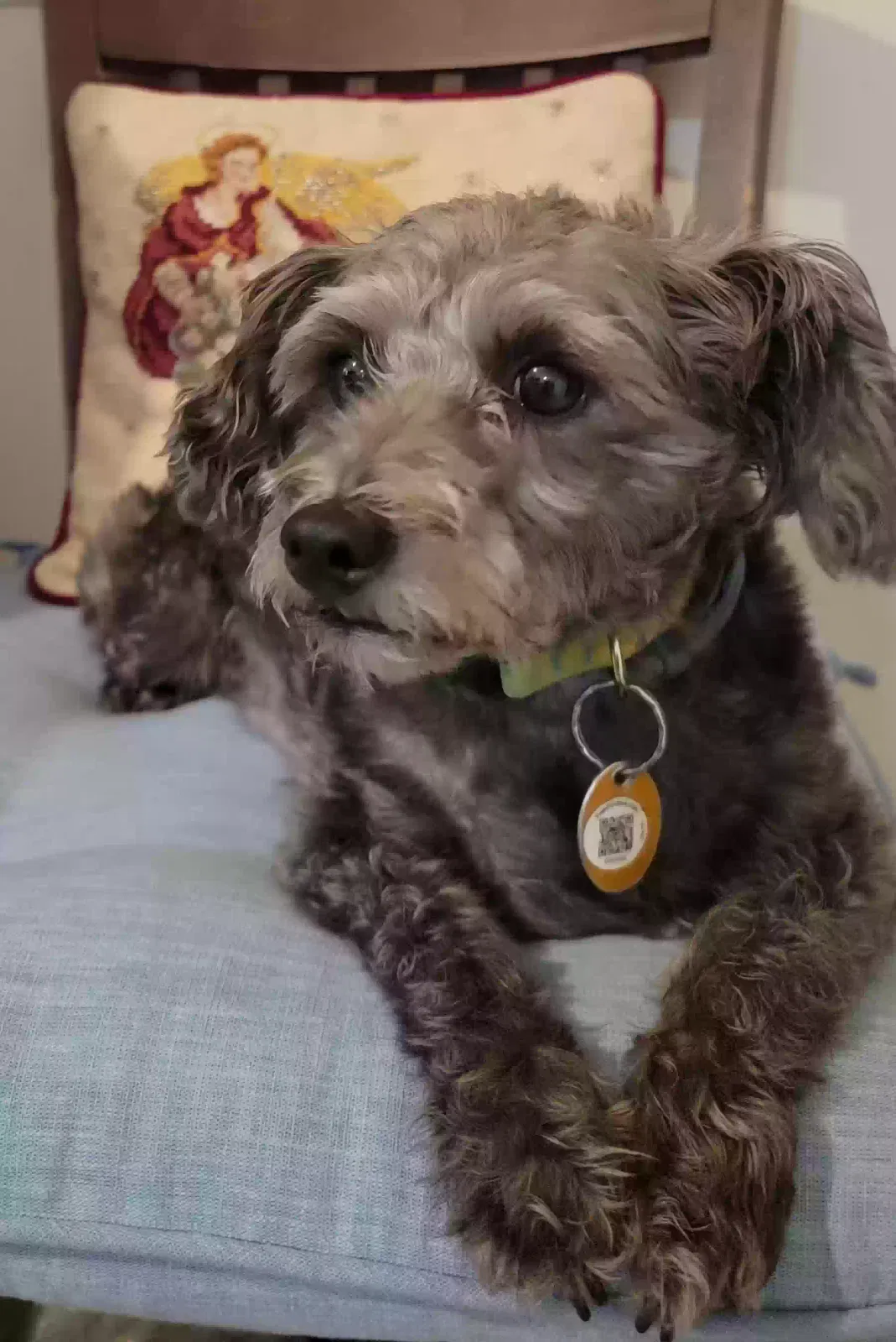 Lost dog in Fayetteville, NC, 28303