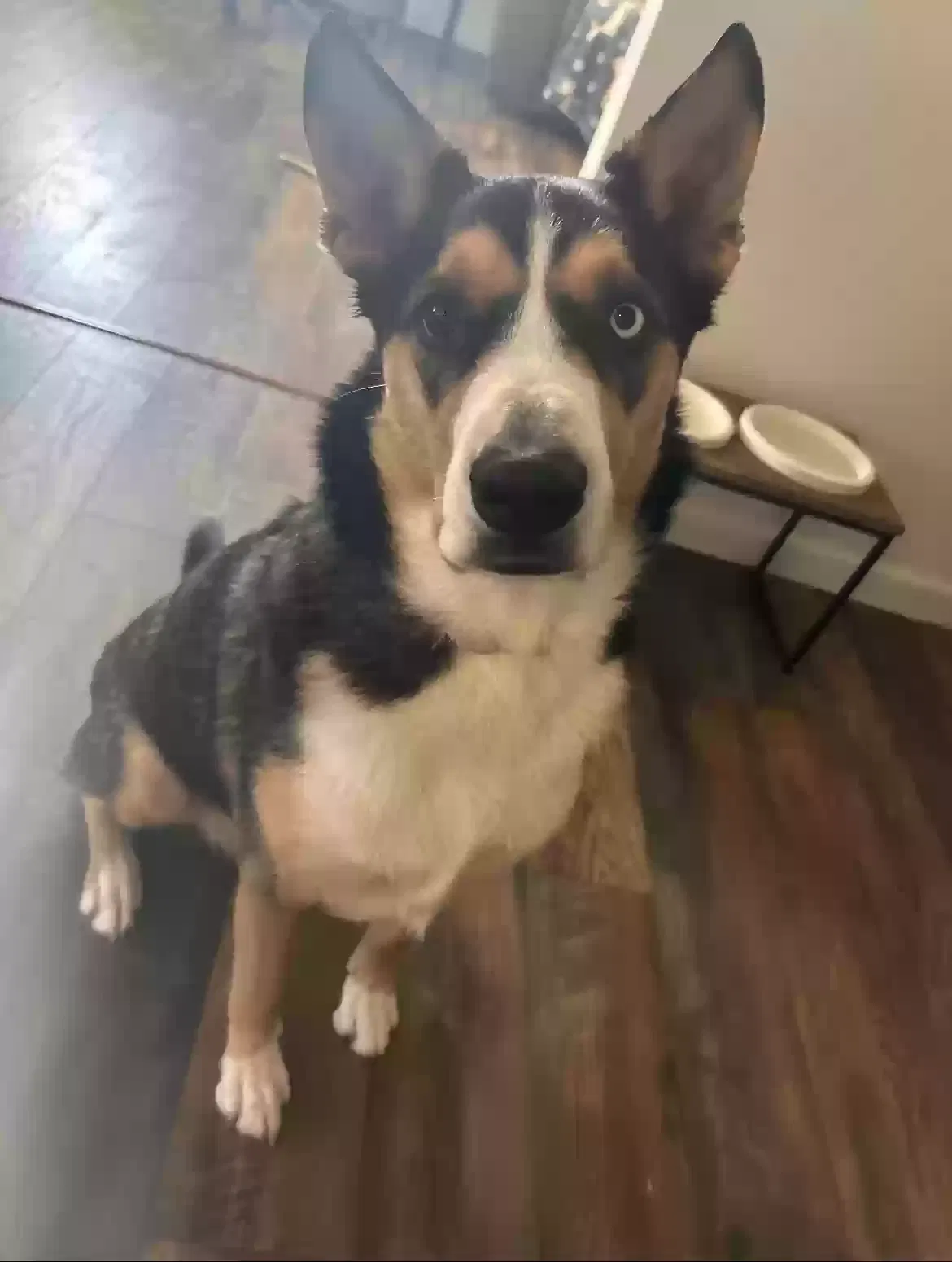 Lost dog in Tucson, AZ, 85735