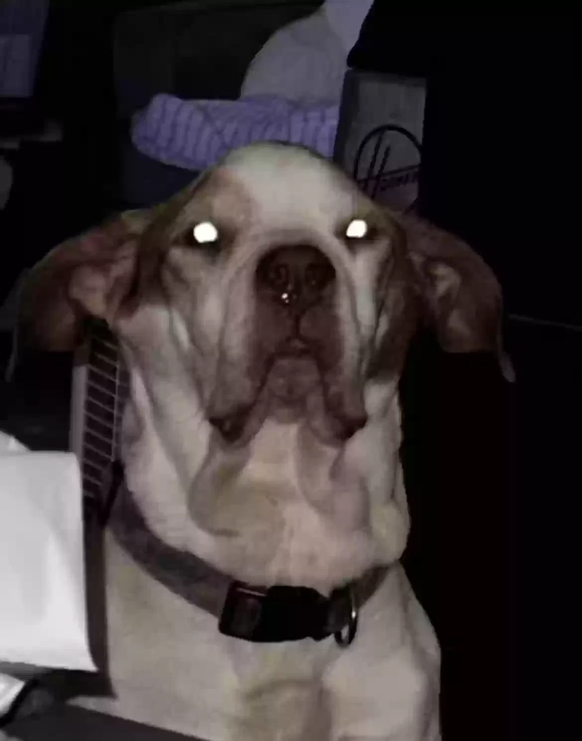 Lost dog in Denver, NC, 28037
