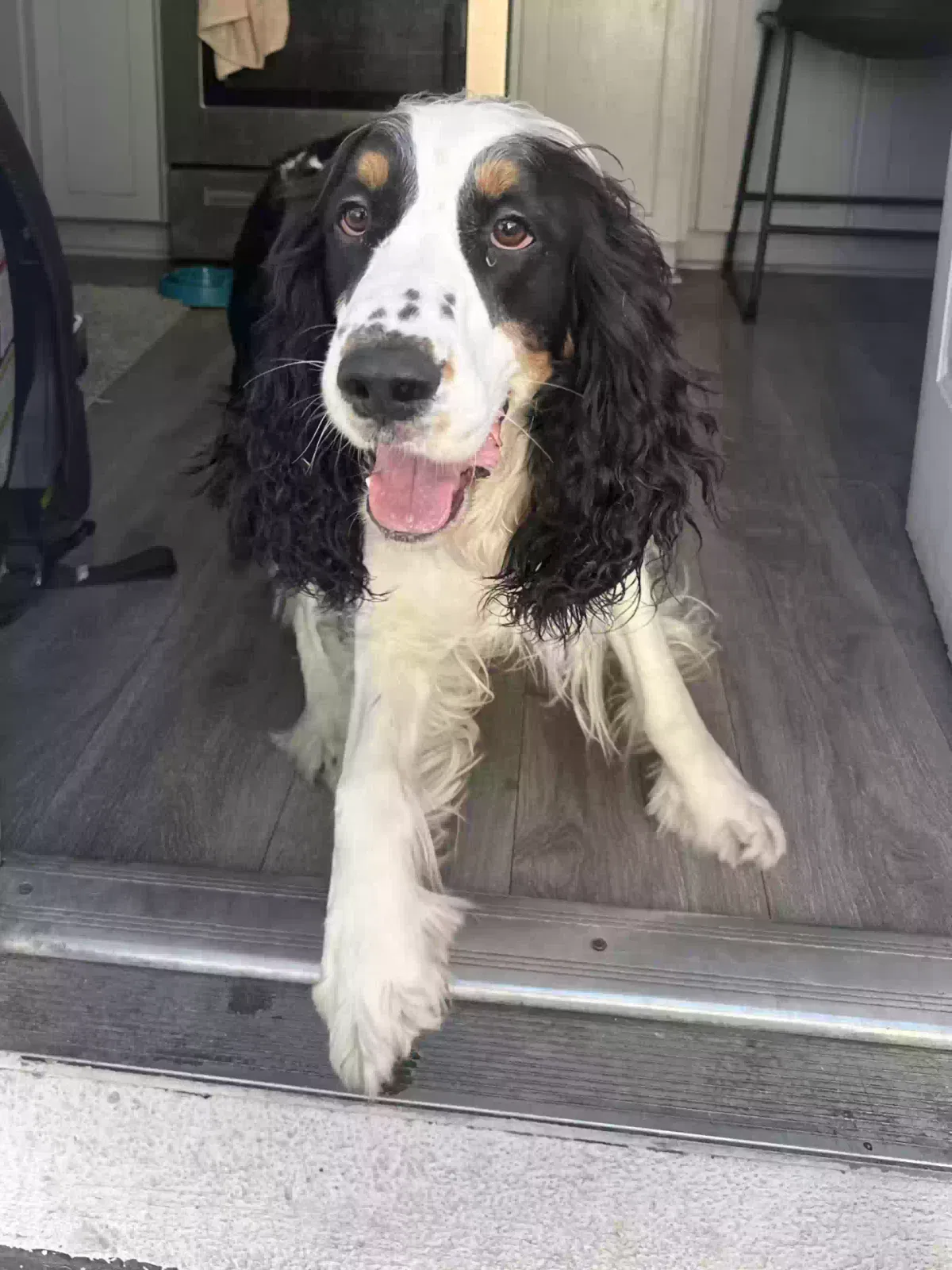 Lost dog in El Segundo, CA, 90245