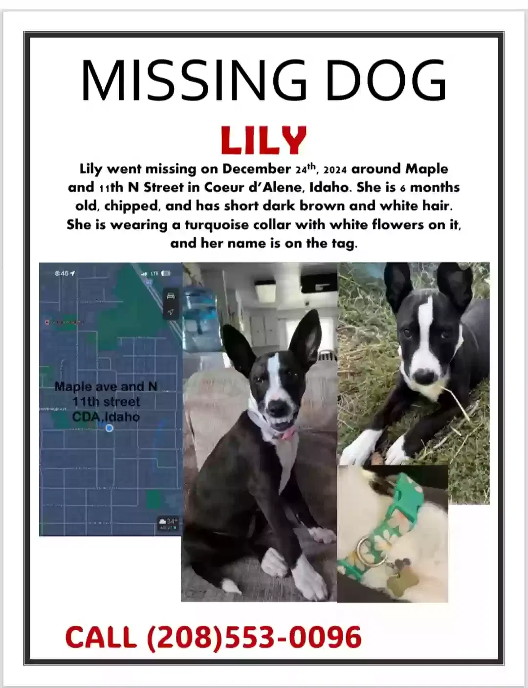 Lost dog in Coeur D Alene, ID, 83814