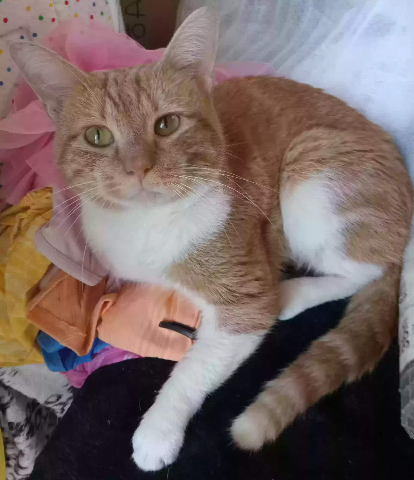 Lost cat in Newton, NC, 28658