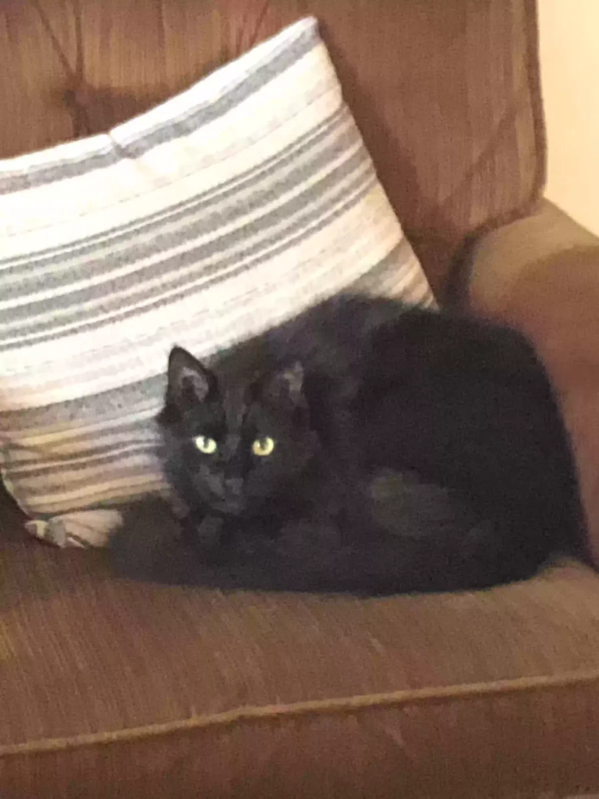 Lost cat in Beaverton, OR, 97005