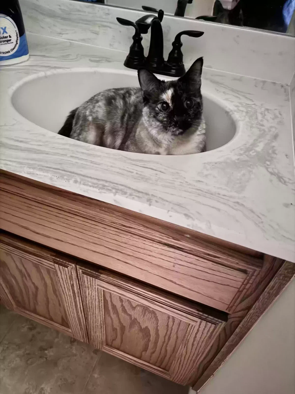 Lost cat in Edmond, OK, 73012