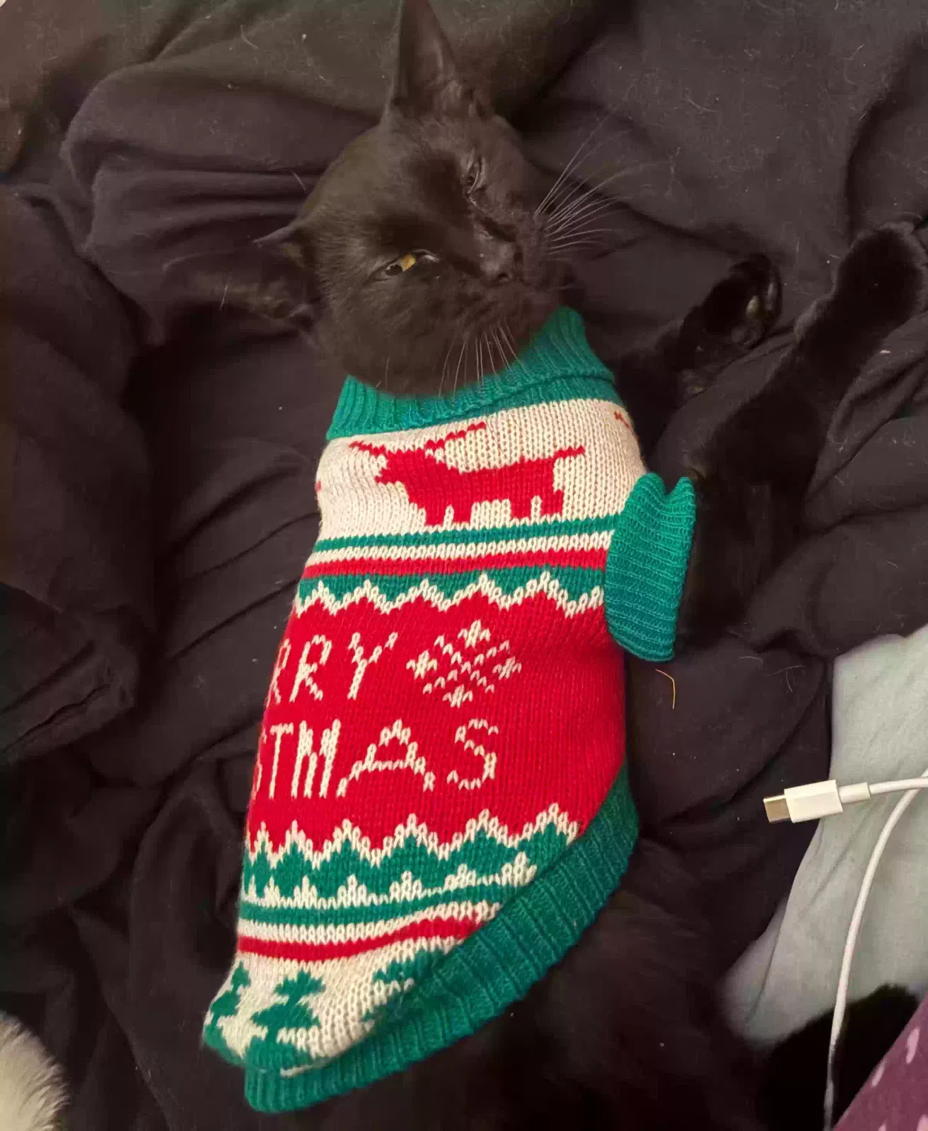 Lost cat in New Orleans, LA, 70115