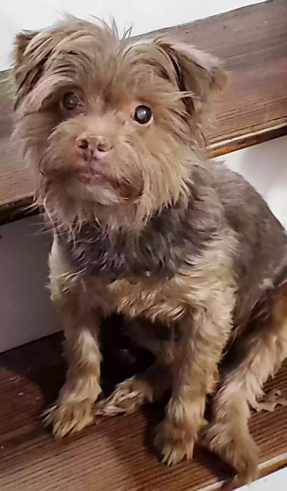 Lost dog in Mount Airy, NC, 27030