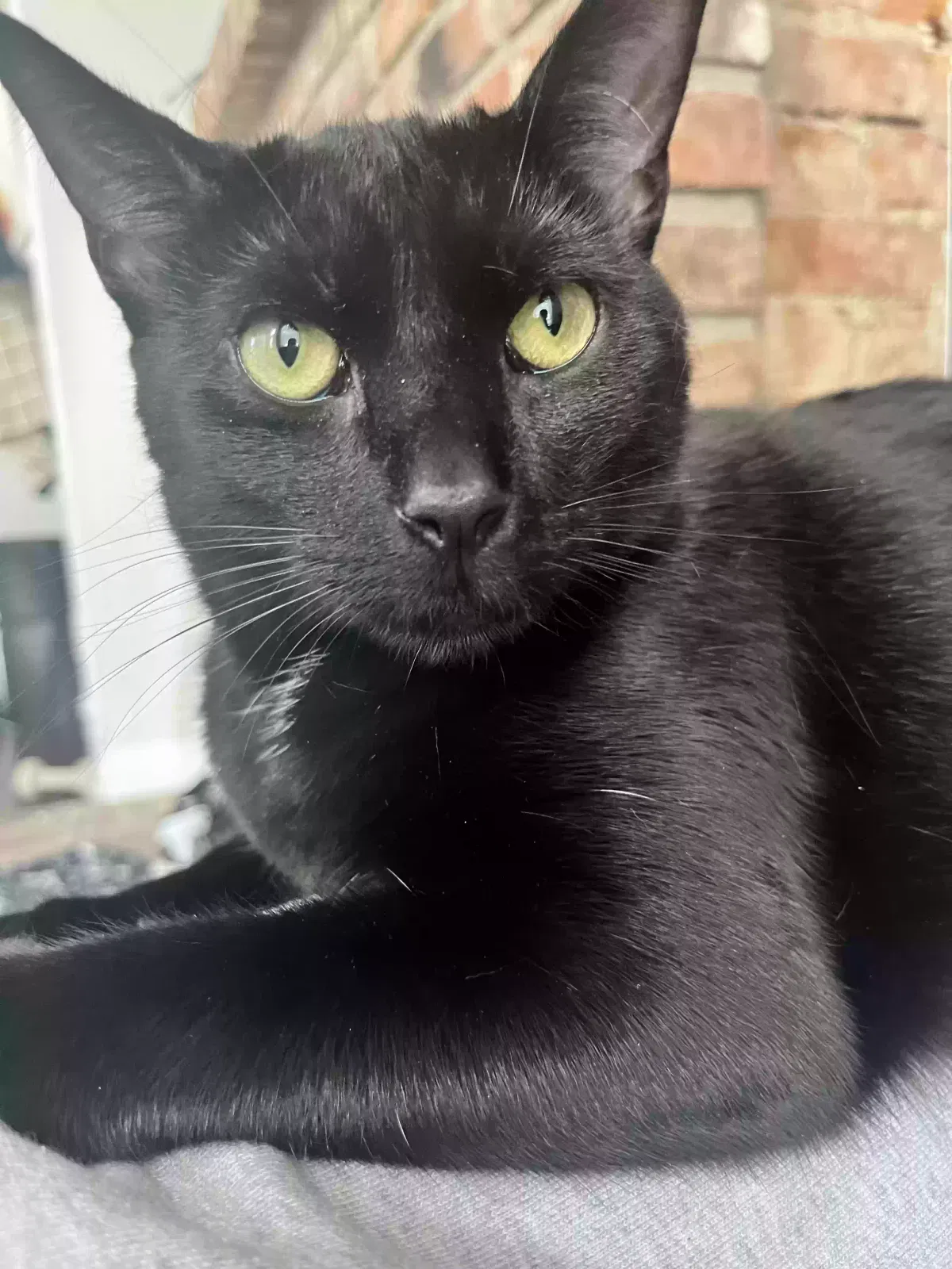Lost cat in Columbus, OH, 43201