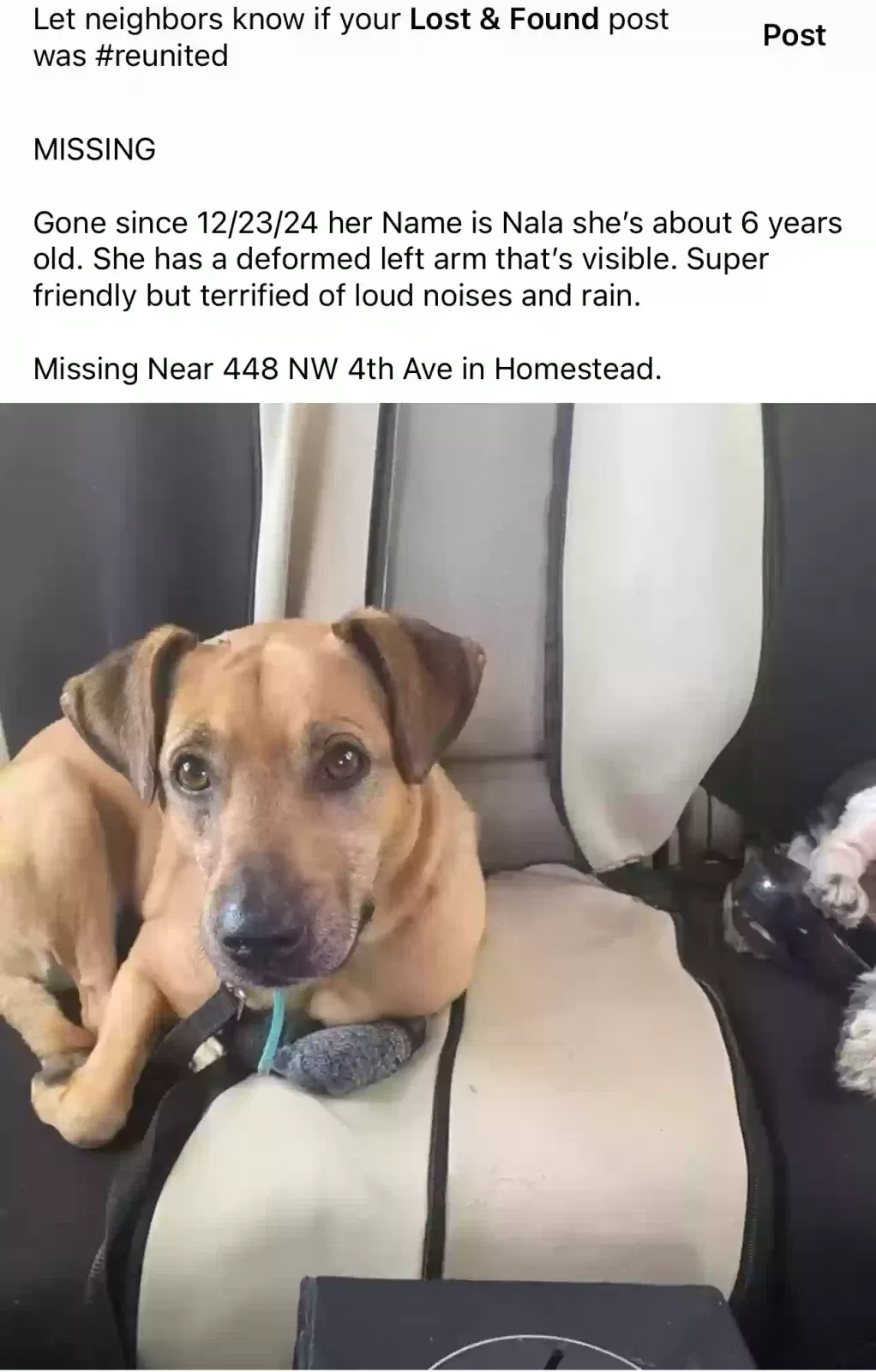 Lost dog in Homestead, FL, 33030