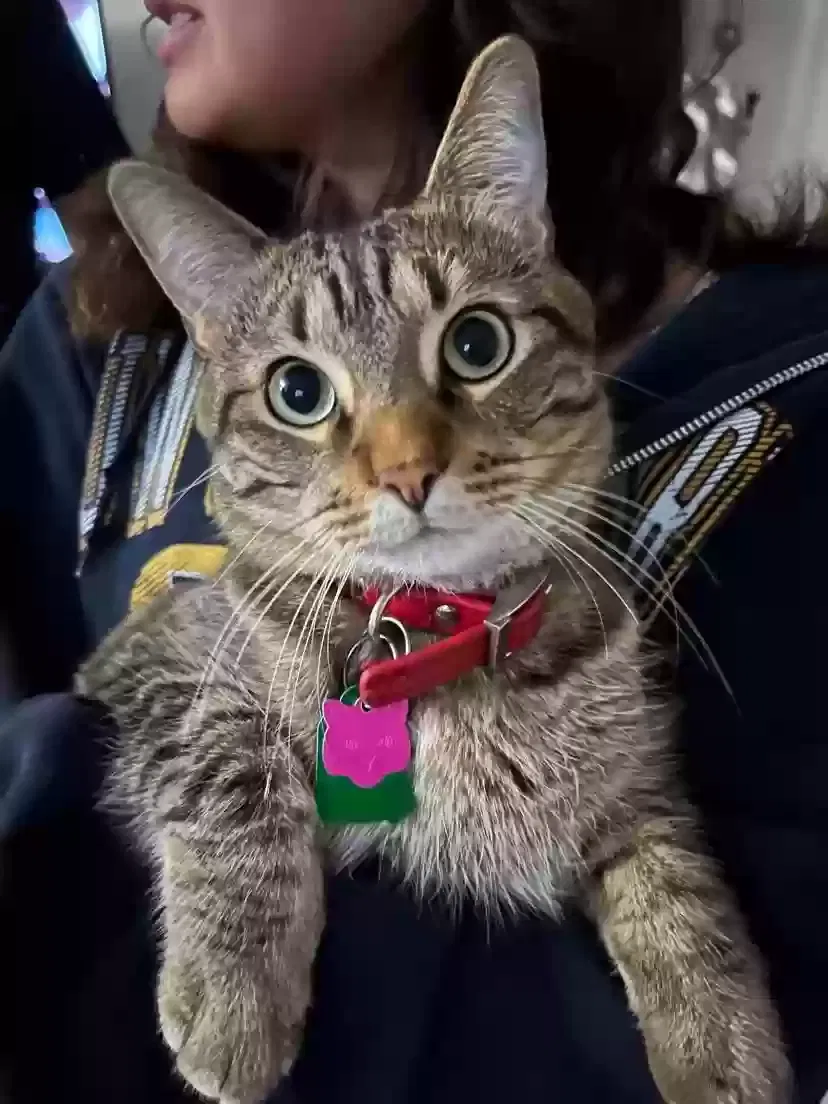 Lost cat in Butler, WI, 53007